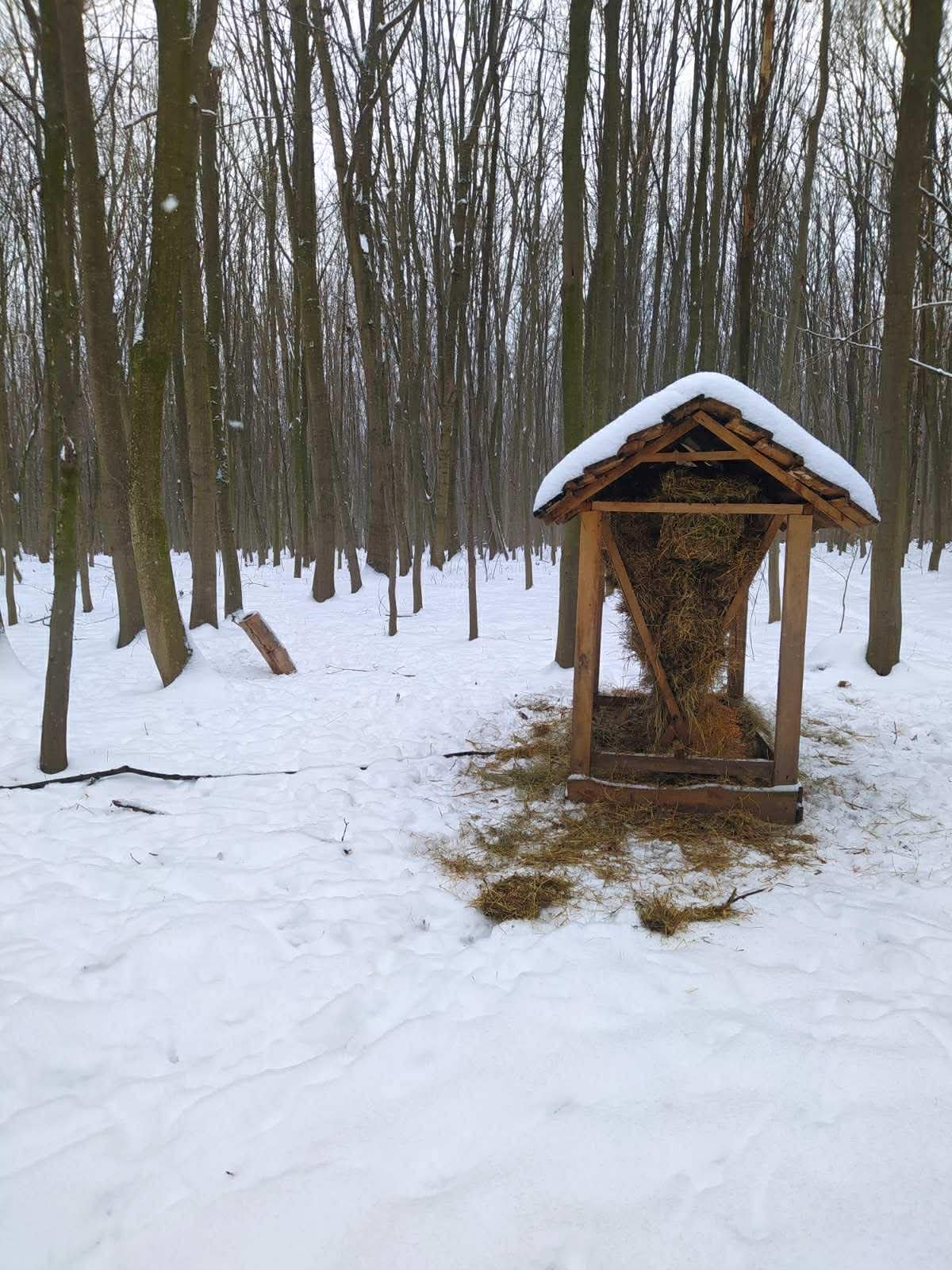 Новини Вінниці - фото з Крижана кірка ріже ноги до кістки: єгер розповів про догляд за лісовими жителями в морози