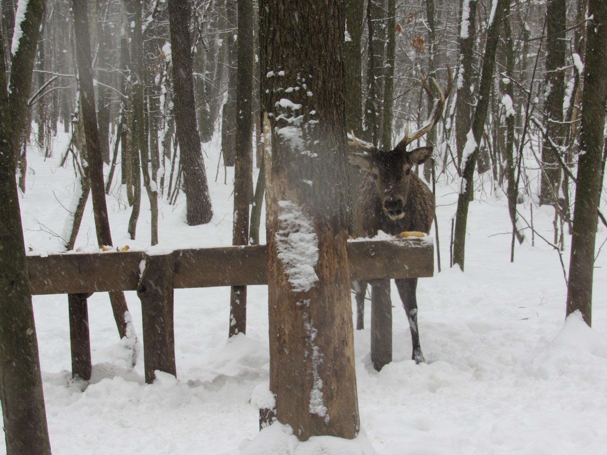 Новини Вінниці - фото з Крижана кірка ріже ноги до кістки: єгер розповів про догляд за лісовими жителями в морози