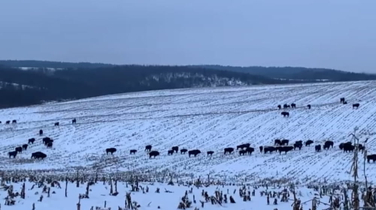 Новини Вінниці - фото з Червонокнижні зубри та дикі коти: яких тварин можна зустріти в наших лісах у січні
