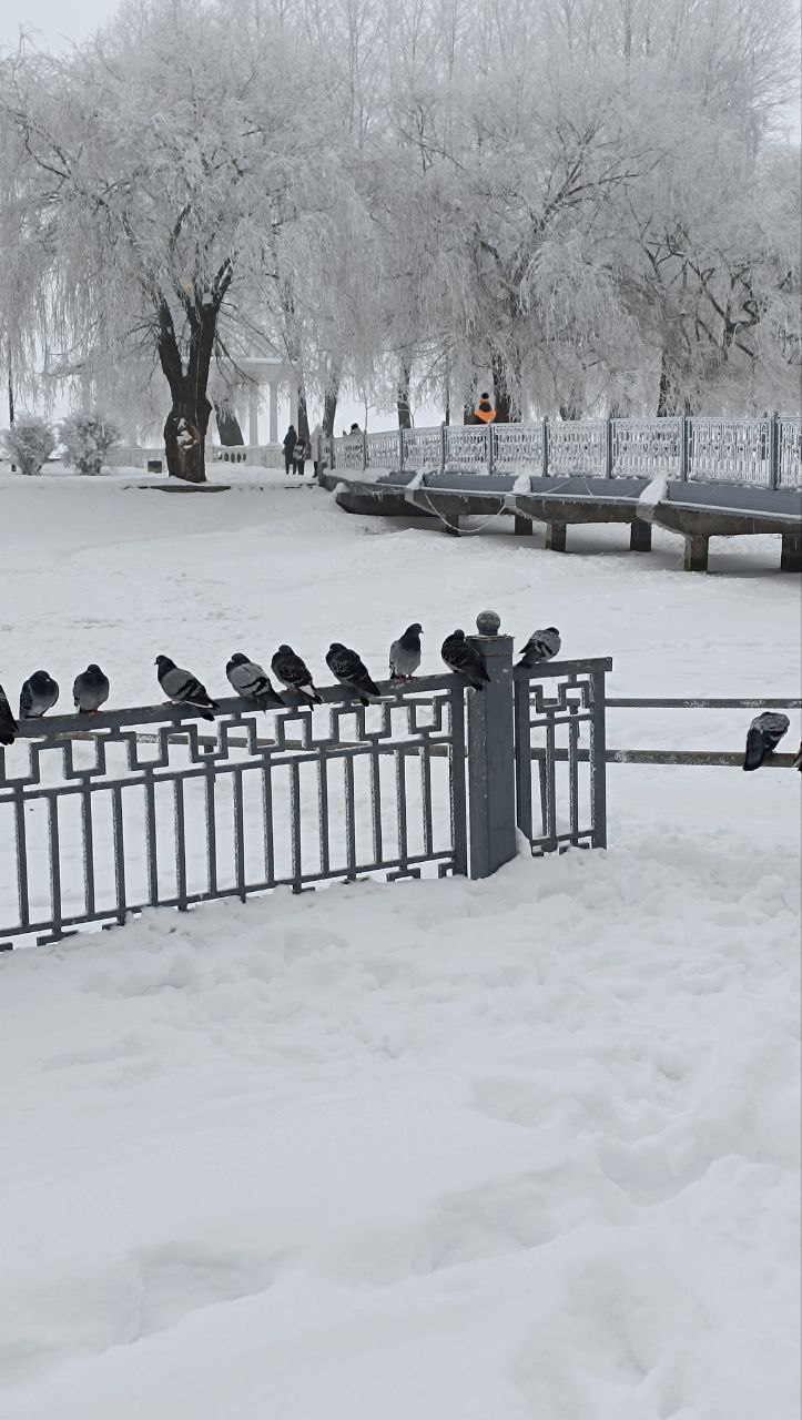 Новини Тернополя - фото з Не видно берега. Тернопільський став накрив густий туман