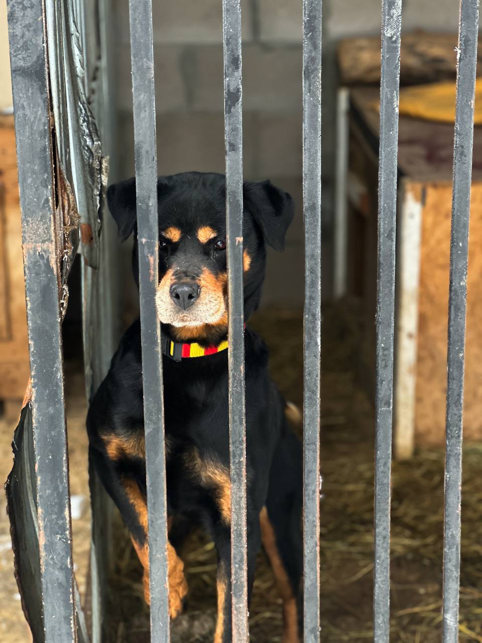 Новини Житомира - фото з Подаруй тепло та знайди друга: візит Поліції охорони до Центру захисту тварин