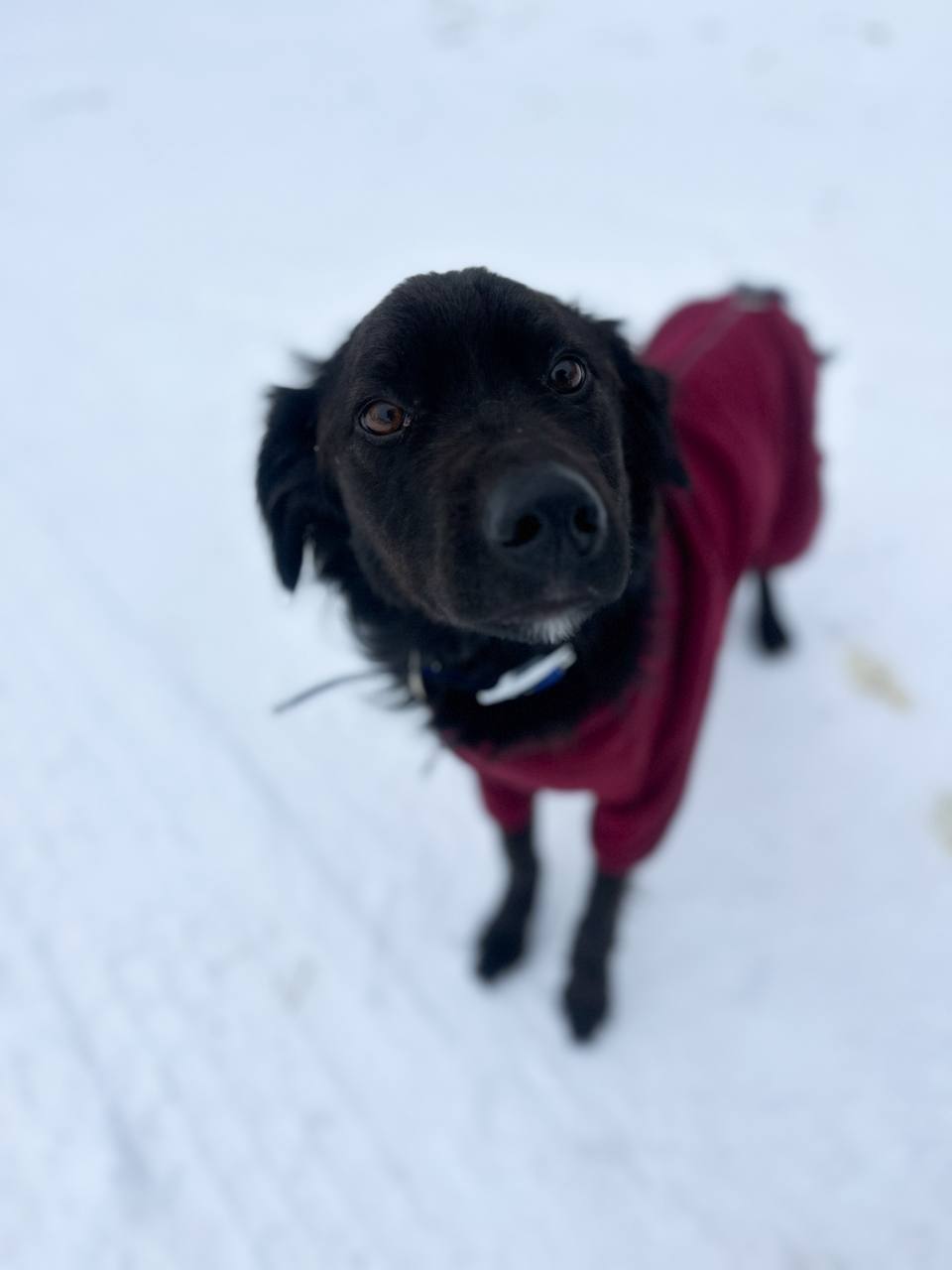 Новини Житомира - фото з Подаруй тепло та знайди друга: візит Поліції охорони до Центру захисту тварин