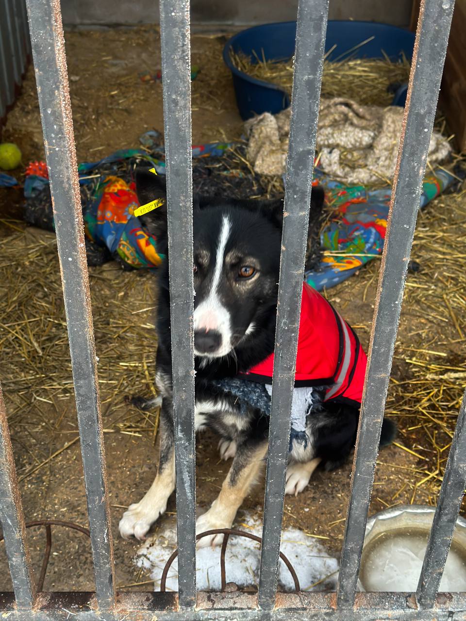 Новини Житомира - фото з Подаруй тепло та знайди друга: візит Поліції охорони до Центру захисту тварин