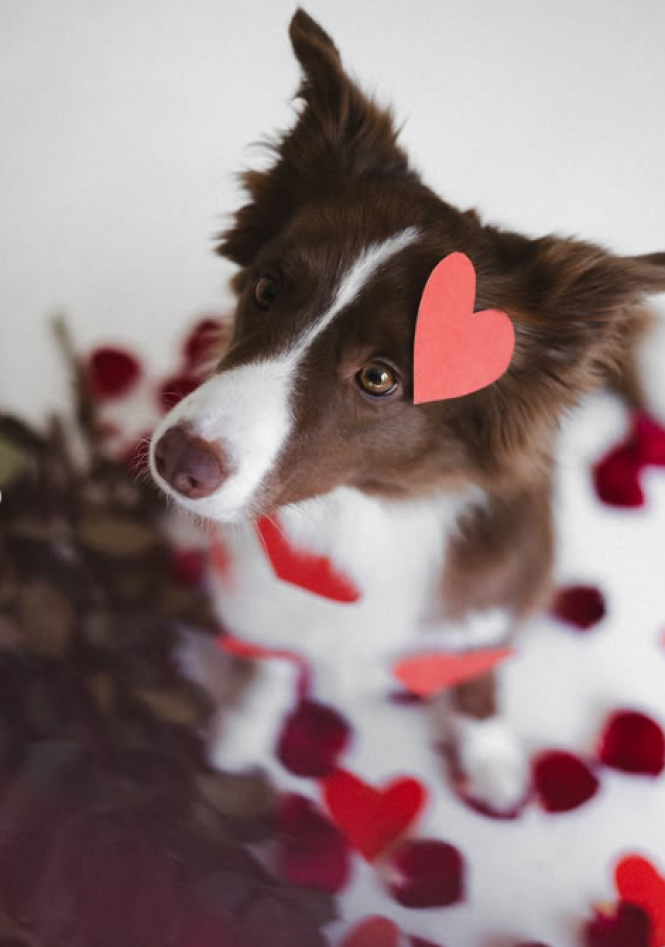 Новини Хмельницького - фото з Романтика в Instagram: що публікували хмельничани до Дня закоханих