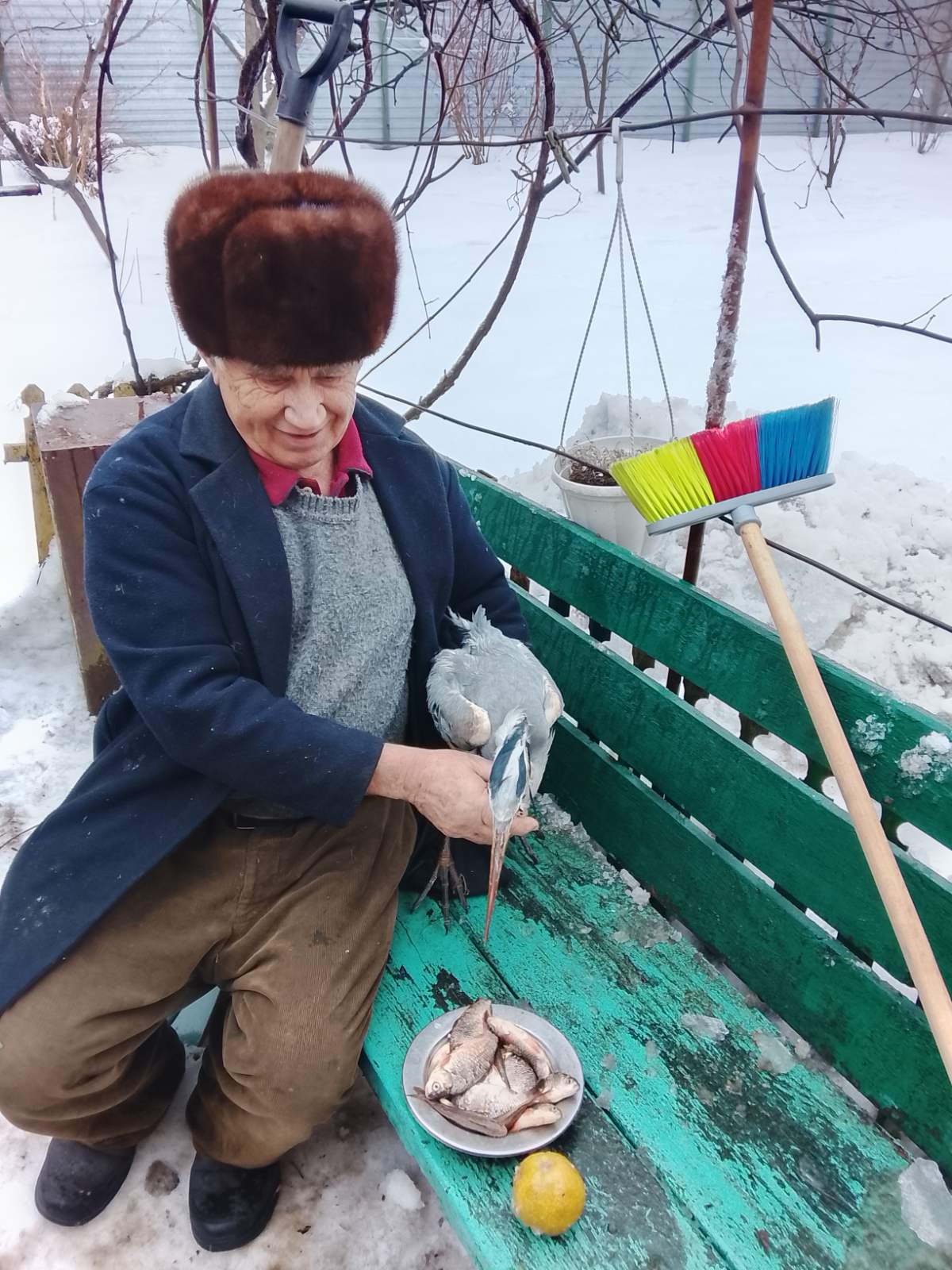 Новини Козятина - фото з Агресивна чапля мітила у око, кусала пальці і, врешті, втекла від свого рятівника