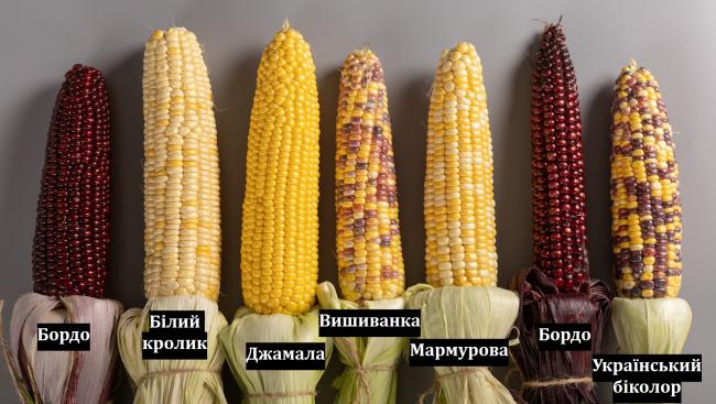 Новини Вінниці - фото з «Солодкувате, м’яке та без гірчинки»: вінницький селекціонер створив ель із кукурудзи