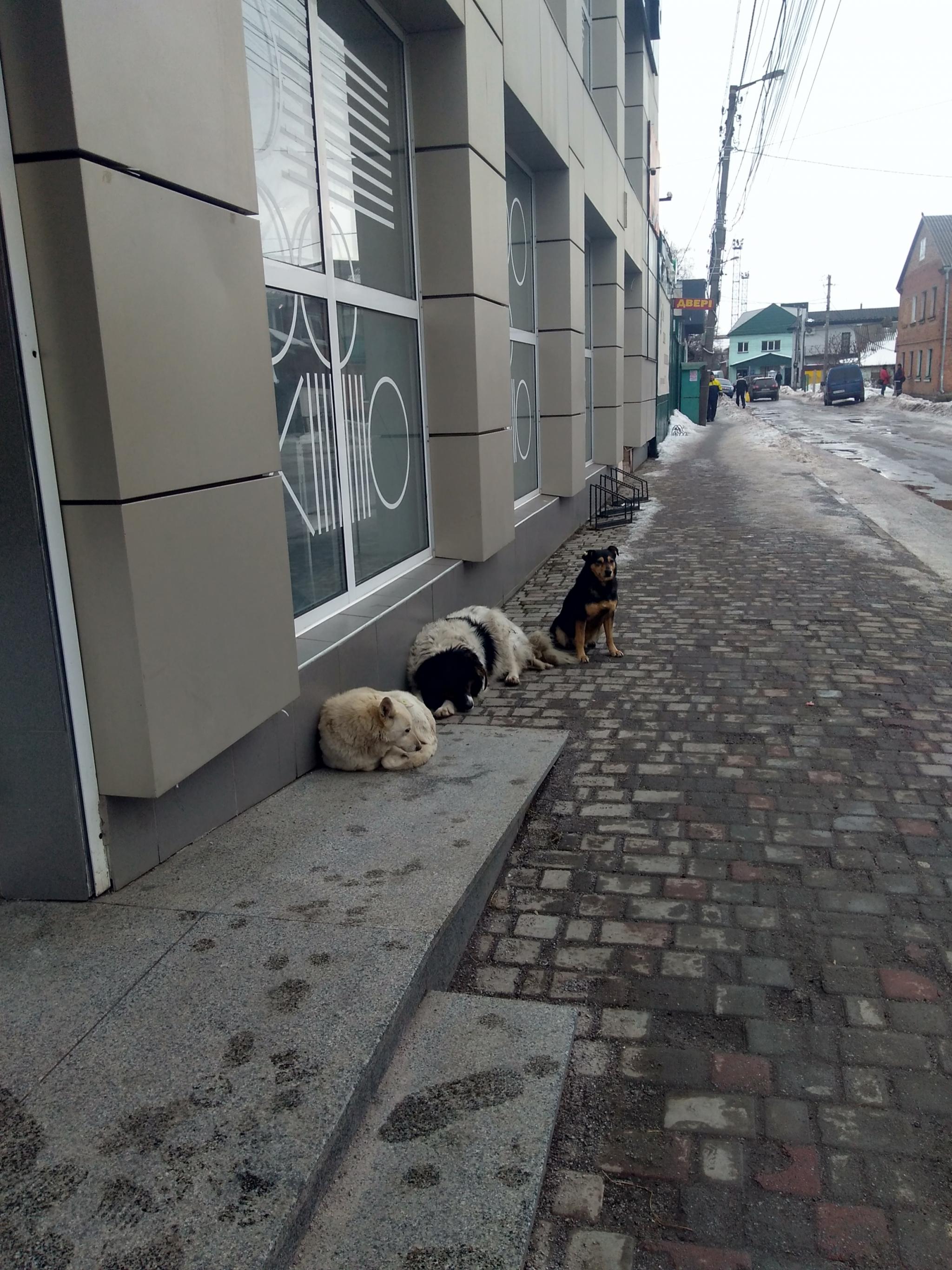 Новини Козятина - фото з Енергетики на вишці, лижні спогади та собаче свавілля