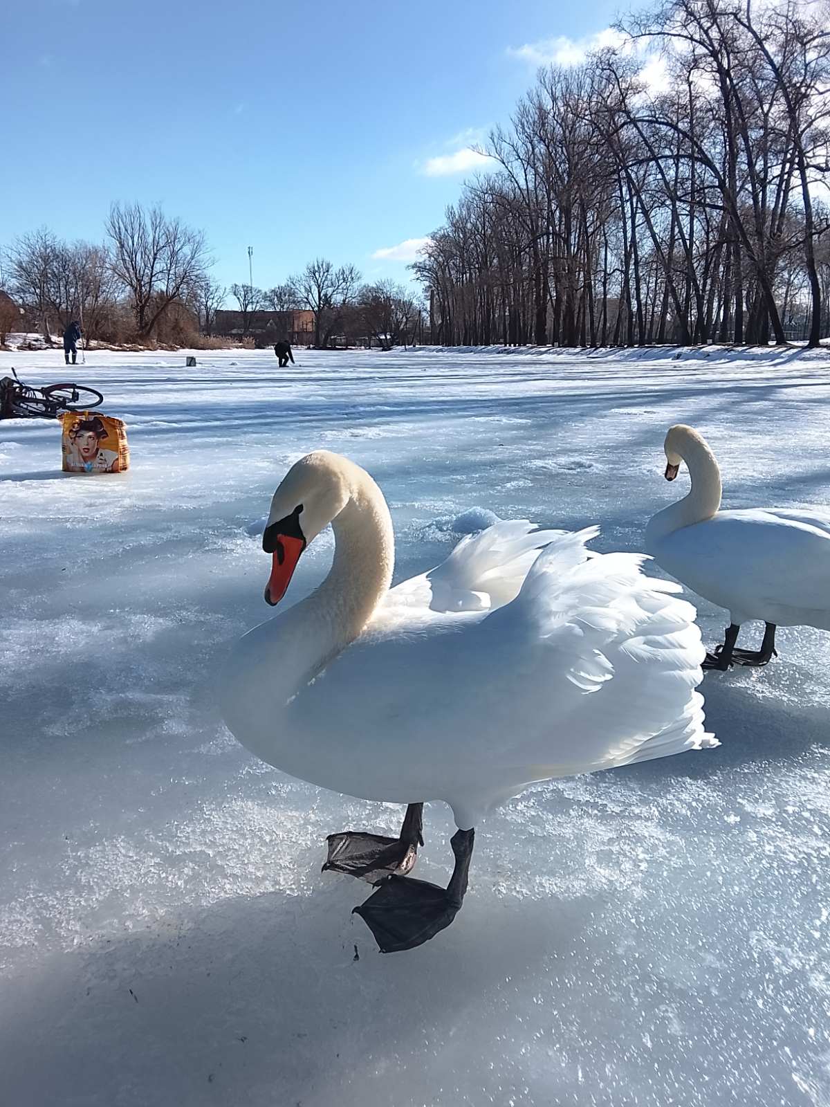 Новини Козятина - фото з Спробував сісти, як сідає на воду та подер лапи об жорсткий лід