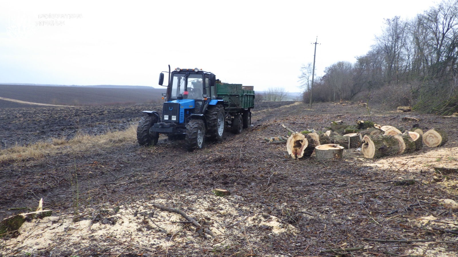 На Тернопільщині судитимуть посадовця через незаконні дозволи на вирубку дерев на 1,2 млн гривень