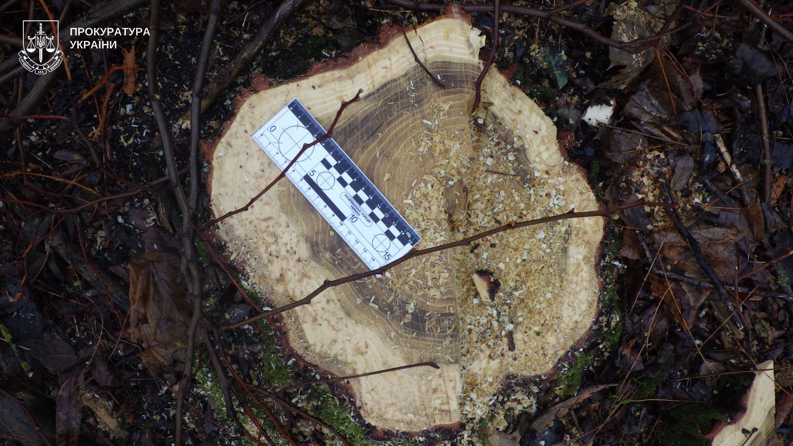 На Тернопільщині судитимуть посадовця через незаконні дозволи на вирубку дерев на 1,2 млн гривень