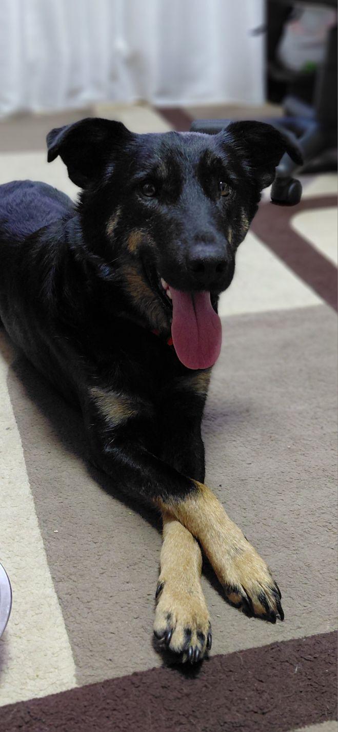 Новини Житомира - фото з Пухнастики шукають господарів: оголошення у Житомирі станом на 15 березня