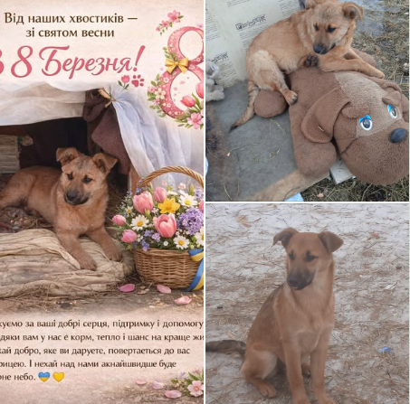 Новини Житомира - фото з Пухнастики шукають господарів: оголошення у Житомирі станом на 15 березня