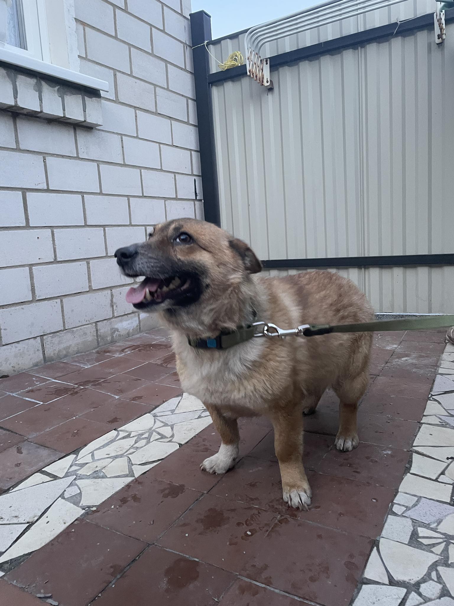 Новини Житомира - фото з Пухнастики шукають господарів: оголошення у Житомирі станом на 15 березня