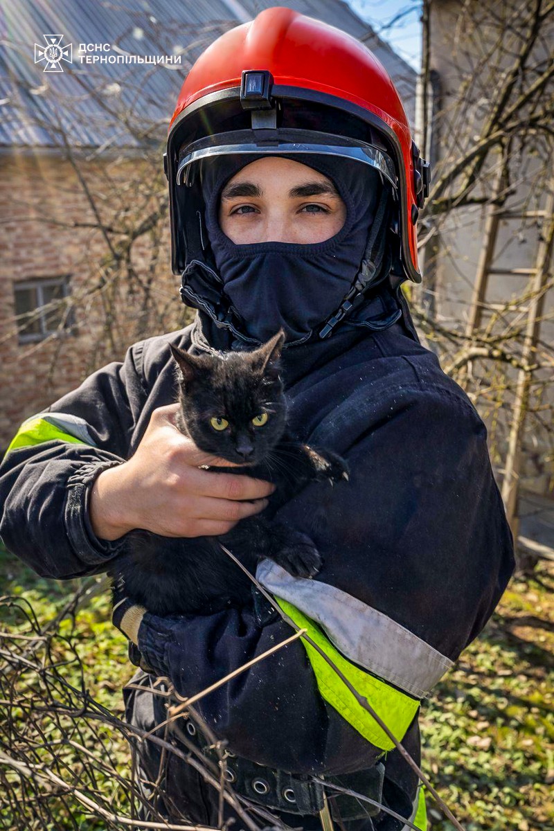 Новини Тернополя - фото з Чорний кіт понад дві доби провів на даху: історія порятунку пухнастика з Копичинців