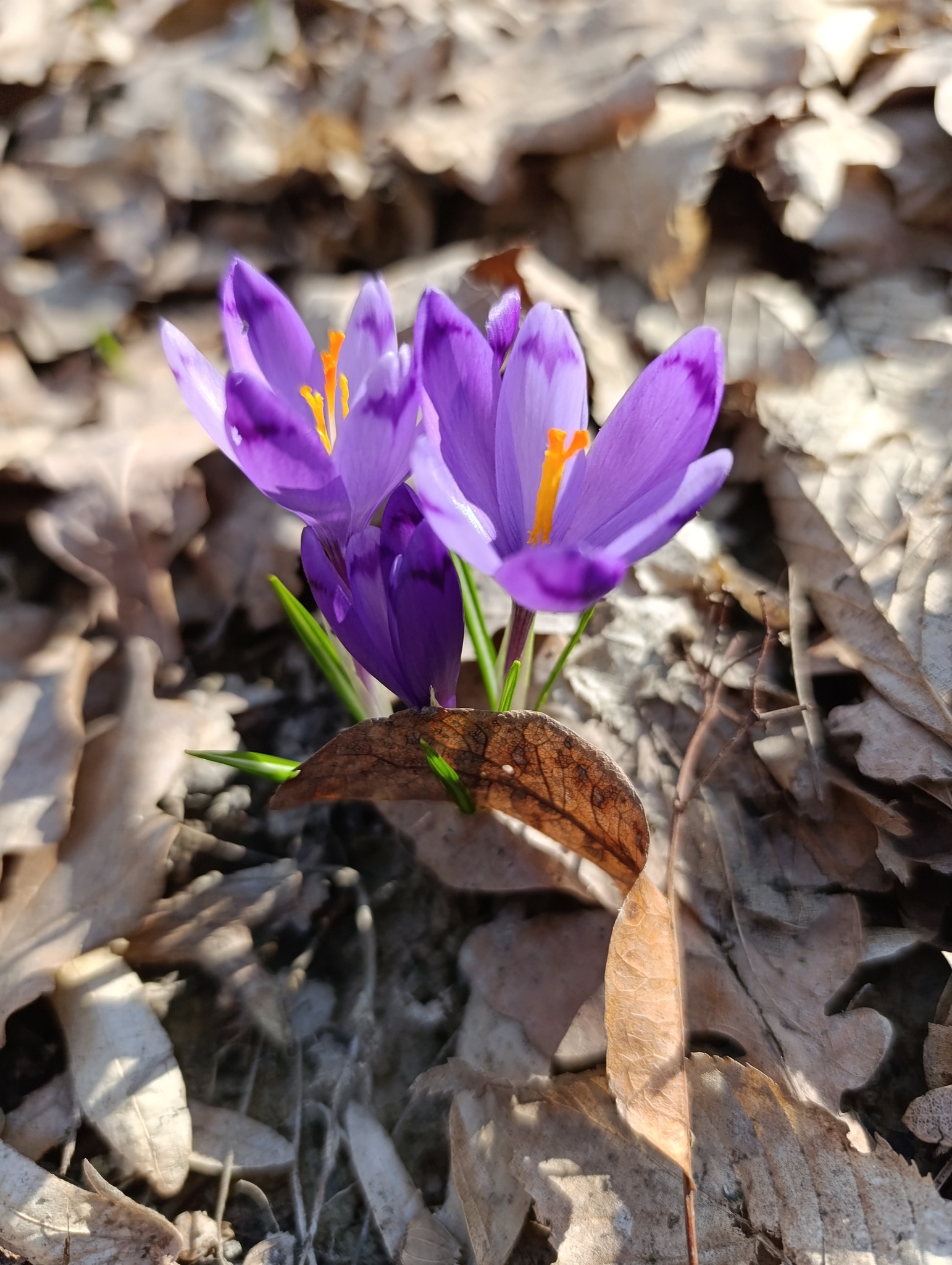 Новини Тернополя - фото з Наче хтось розлив акварель у лісі: на Тернопільщині помітили рідкісні квіти шафрану Гейфеля