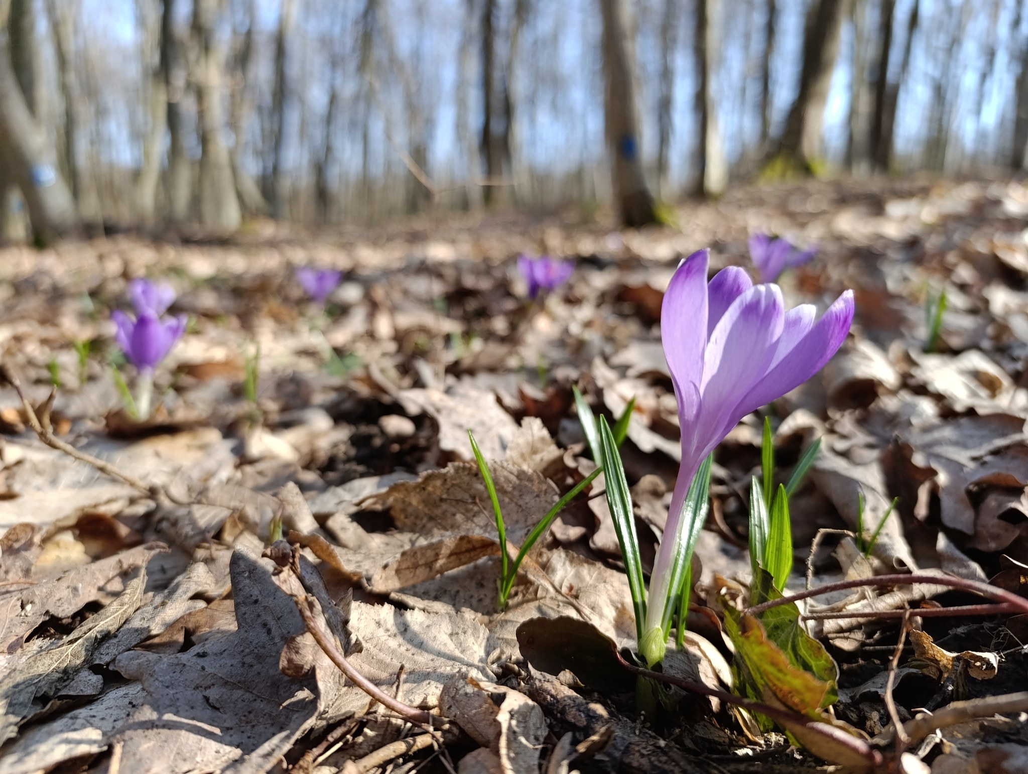 Новини Тернополя - фото з Наче хтось розлив акварель у лісі: на Тернопільщині помітили рідкісні квіти шафрану Гейфеля