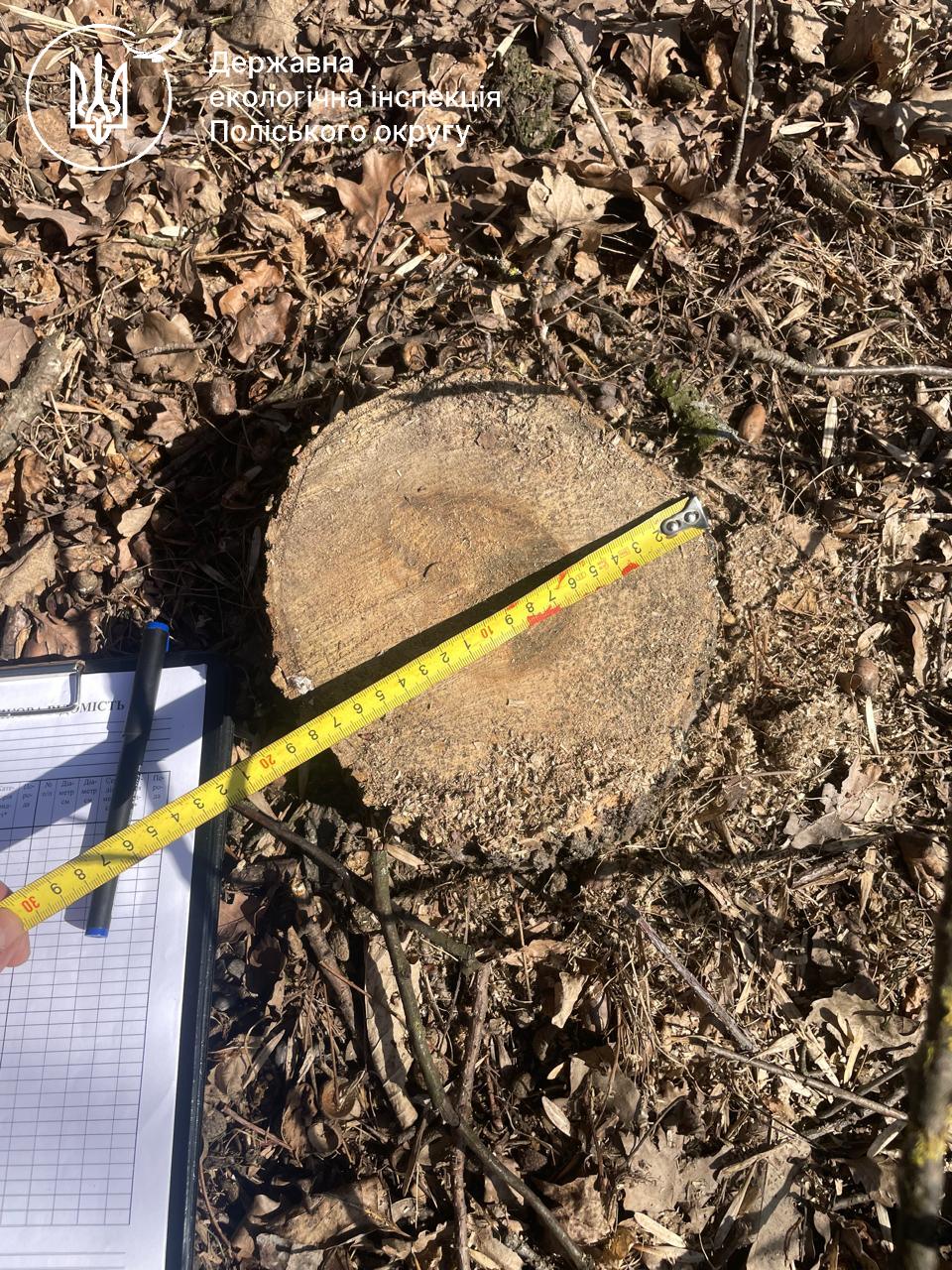 Новини Житомира - фото з Екологи виявили незаконну порубку 4 кленів у Житомирському районі