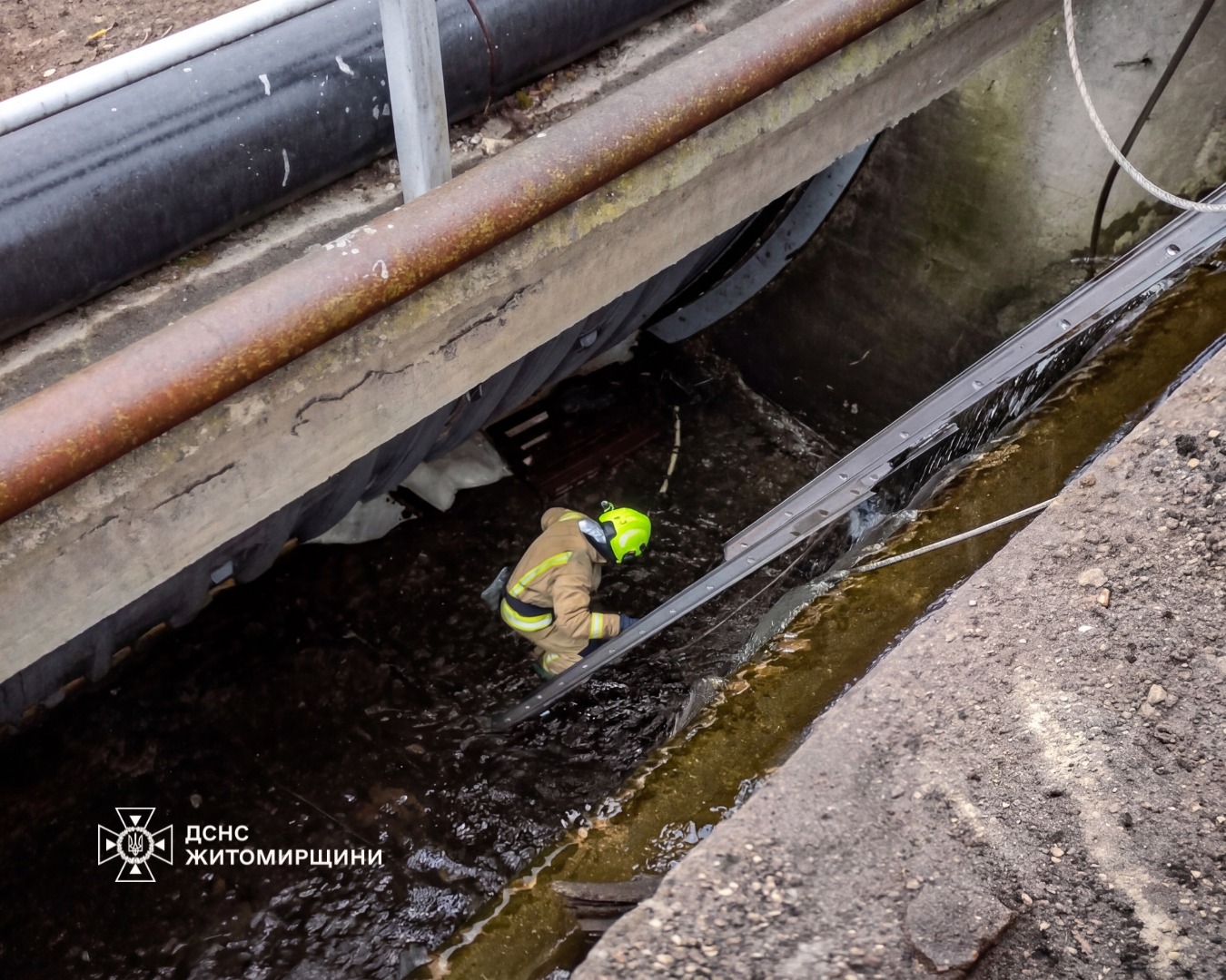 Новини Житомира - фото з В Андрушівці рятувальники витягнули двох бобрів, які застрягли в дамбі