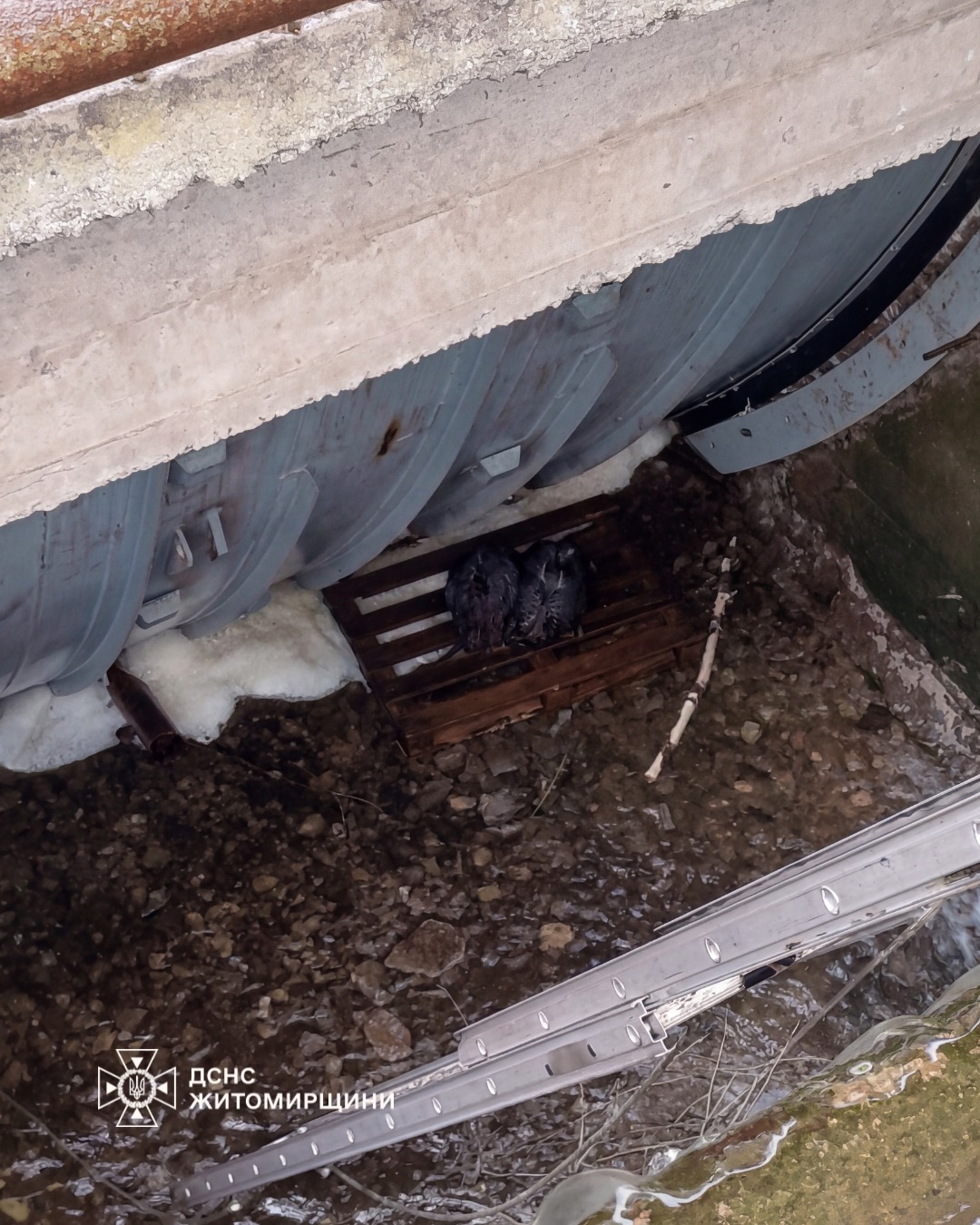 Новини Житомира - фото з В Андрушівці рятувальники витягнули двох бобрів, які застрягли в дамбі