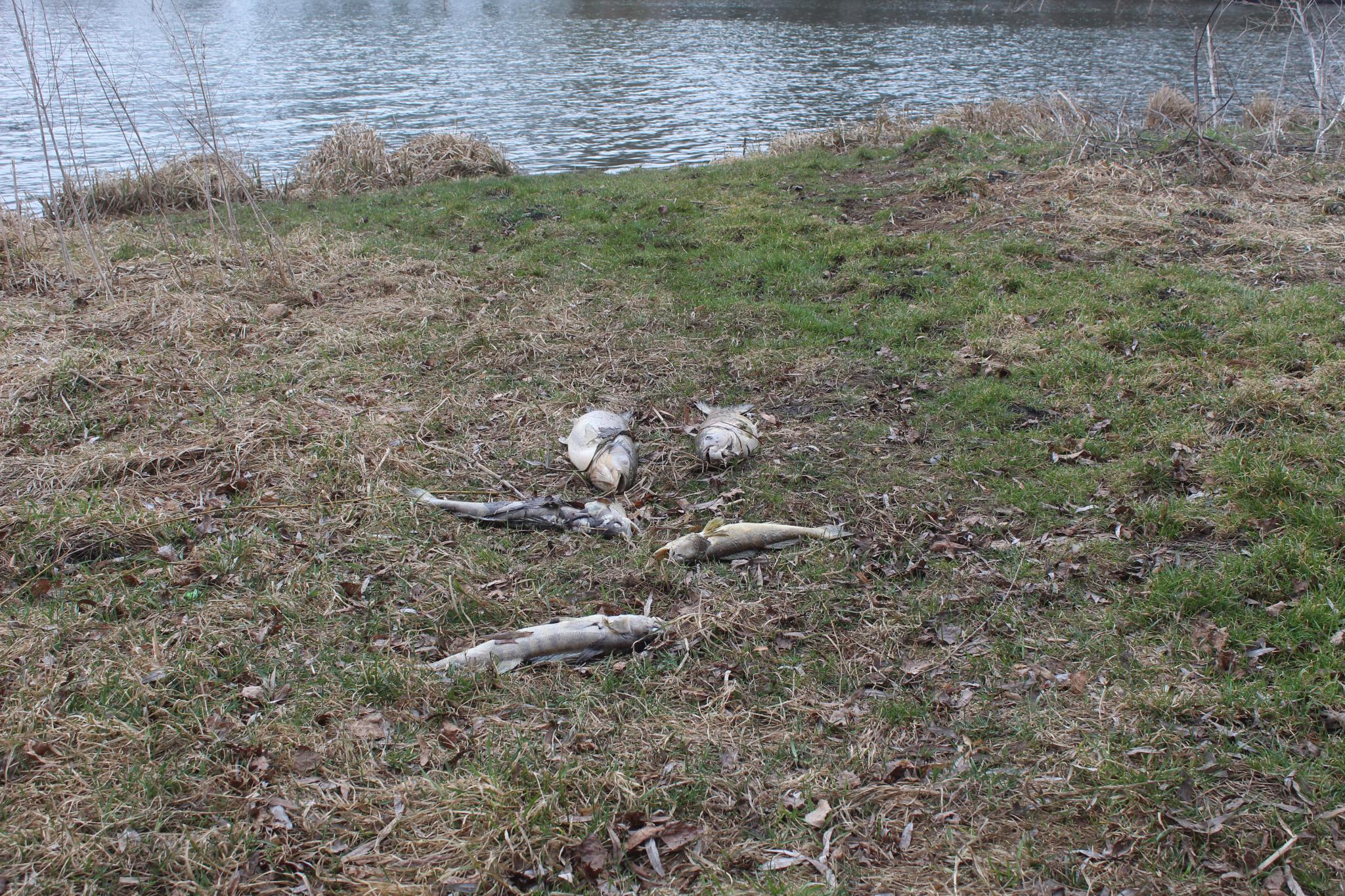 Новини Козятина - фото з «Було не по собі, коли тягнули до ями майже 30-кілограмового товстолоба»