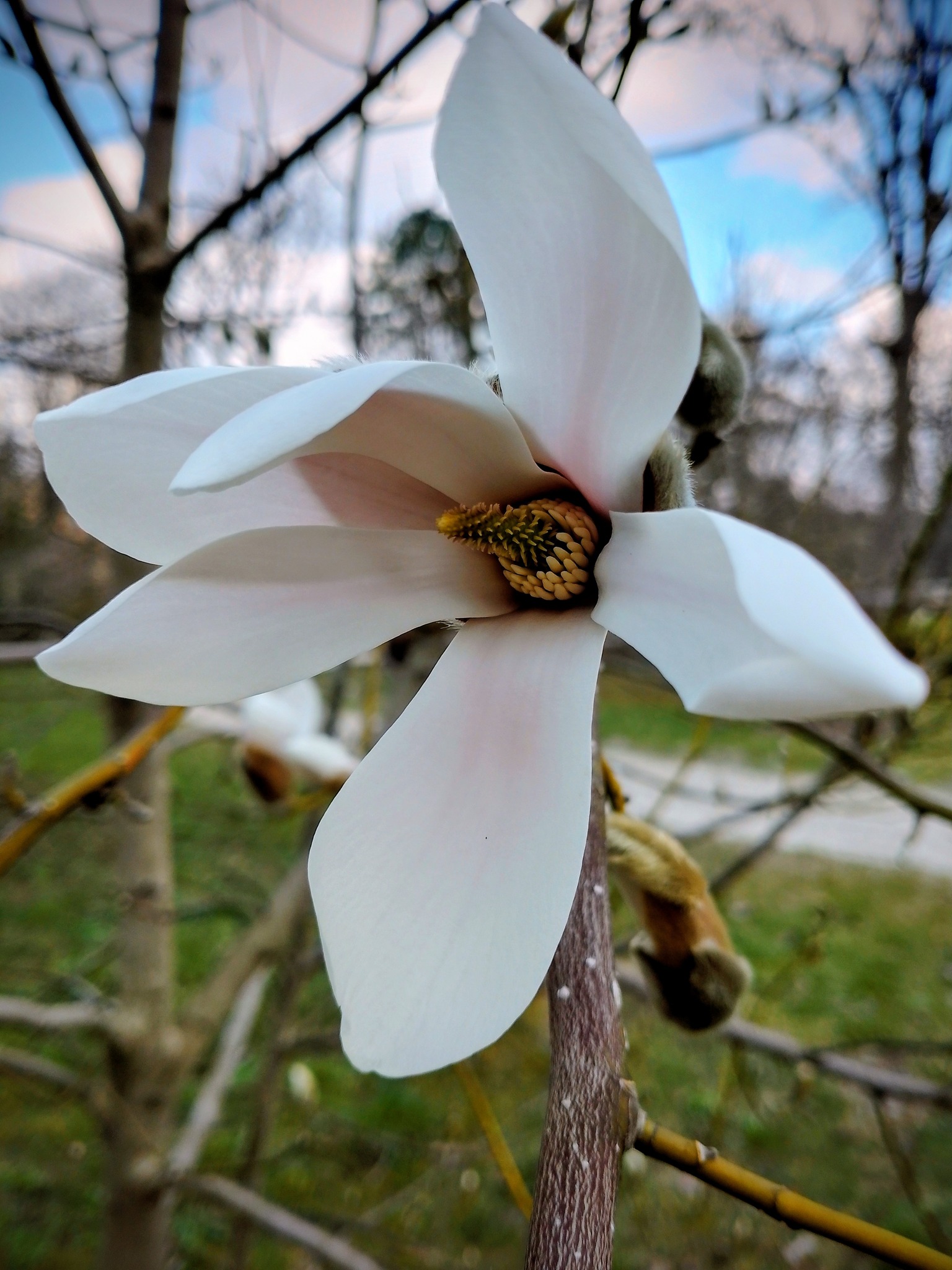 Новини Тернополя - фото з На Тернопільщині розквітнула магнолія: де можна помилуватись красою та зробити неймовірні фото