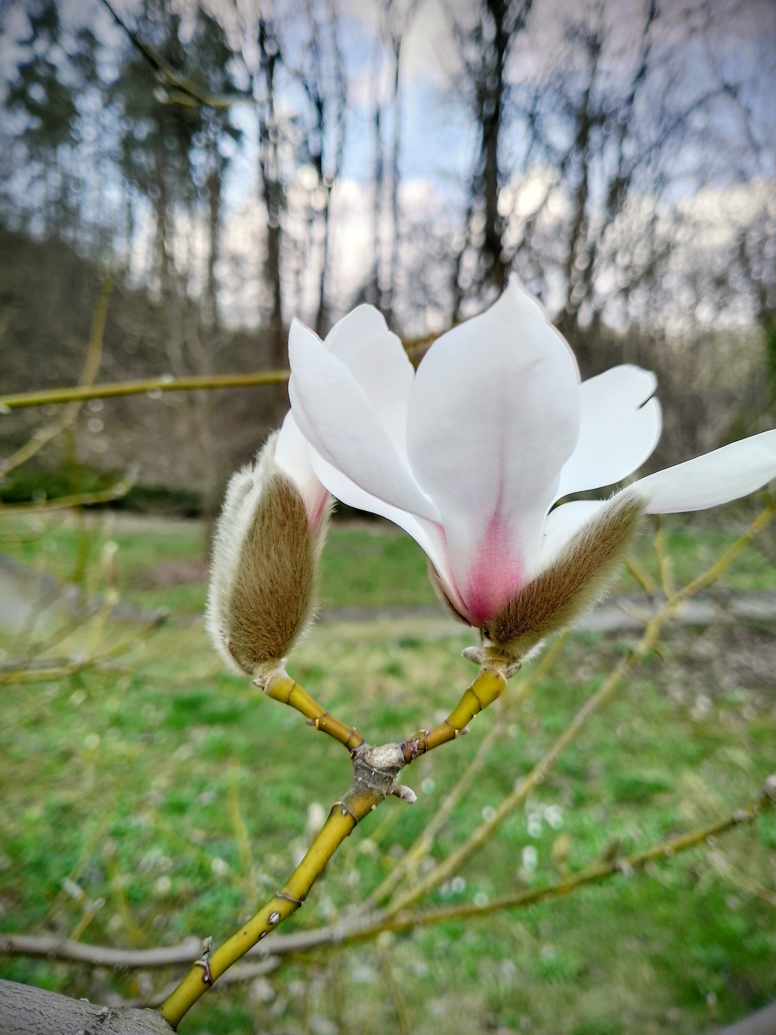 Новини Тернополя - фото з На Тернопільщині розквітнула магнолія: де можна помилуватись красою та зробити неймовірні фото