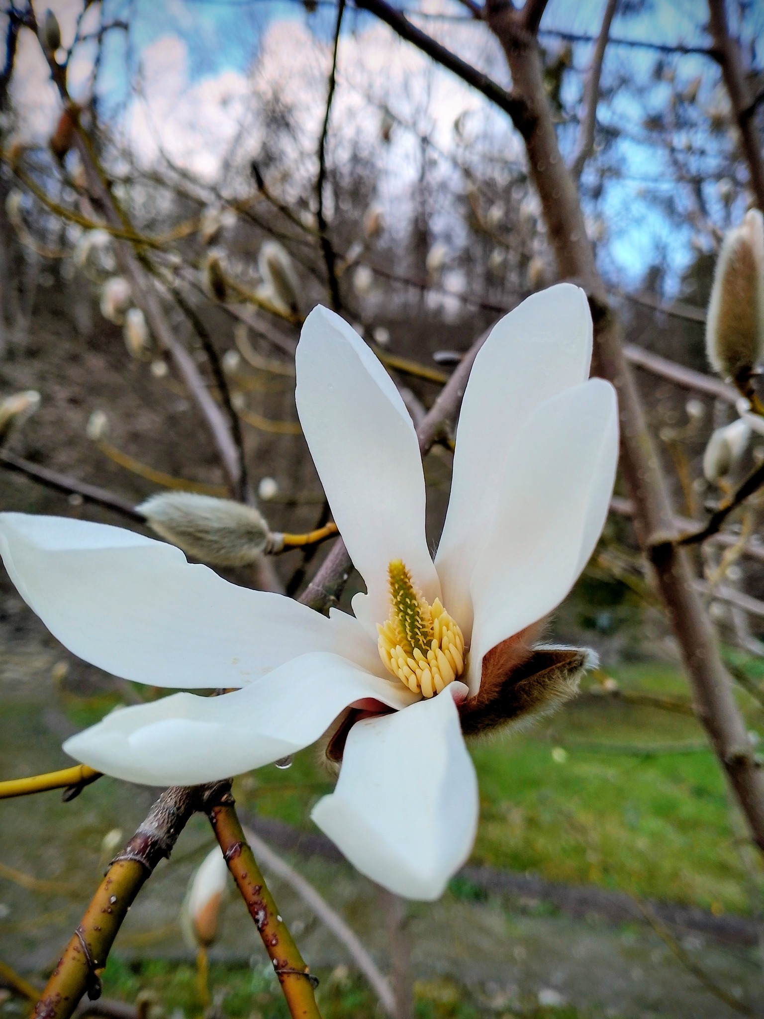 Новини Тернополя - фото з На Тернопільщині розквітнула магнолія: де можна помилуватись красою та зробити неймовірні фото