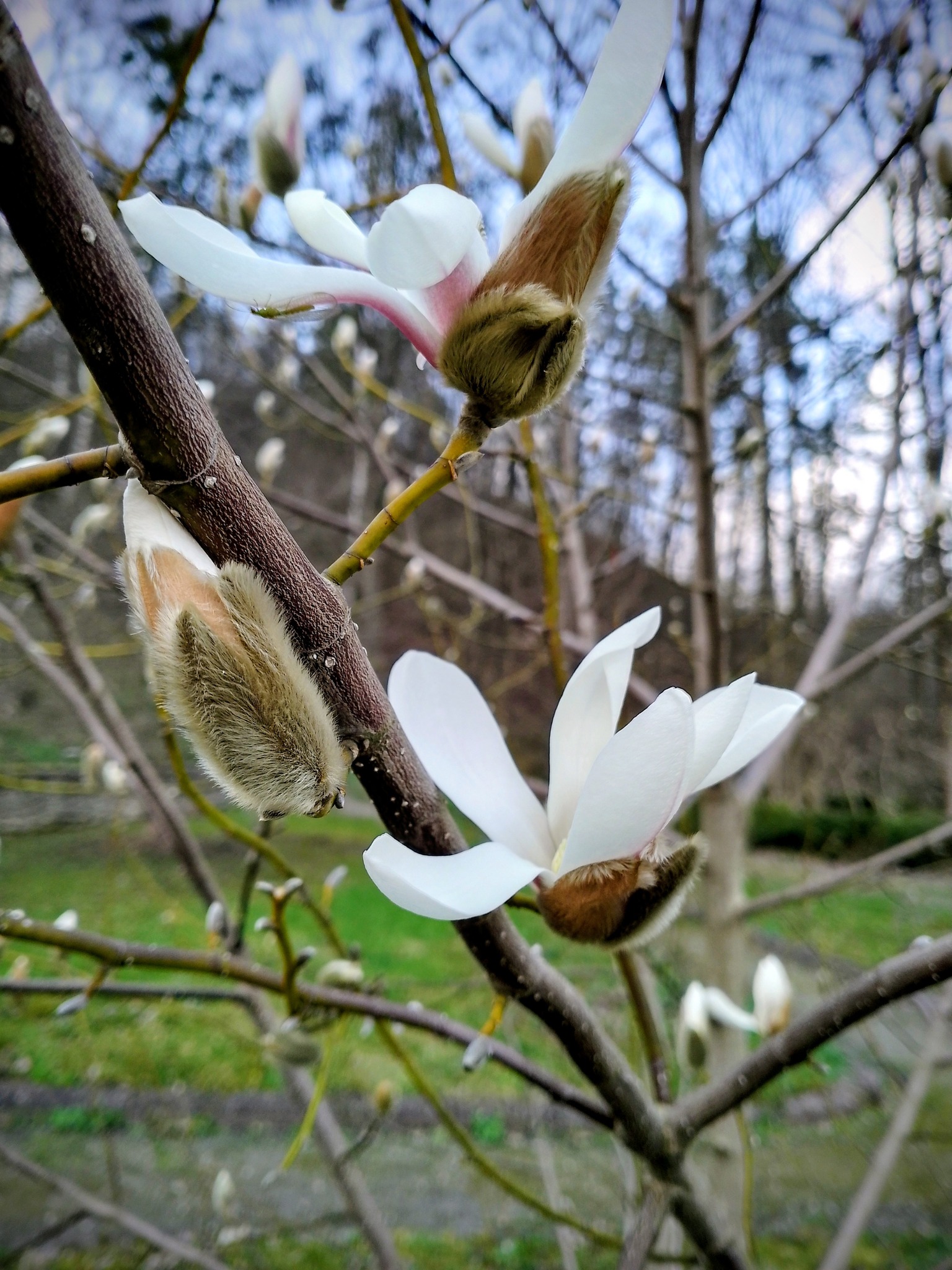 Новини Тернополя - фото з На Тернопільщині розквітнула магнолія: де можна помилуватись красою та зробити неймовірні фото