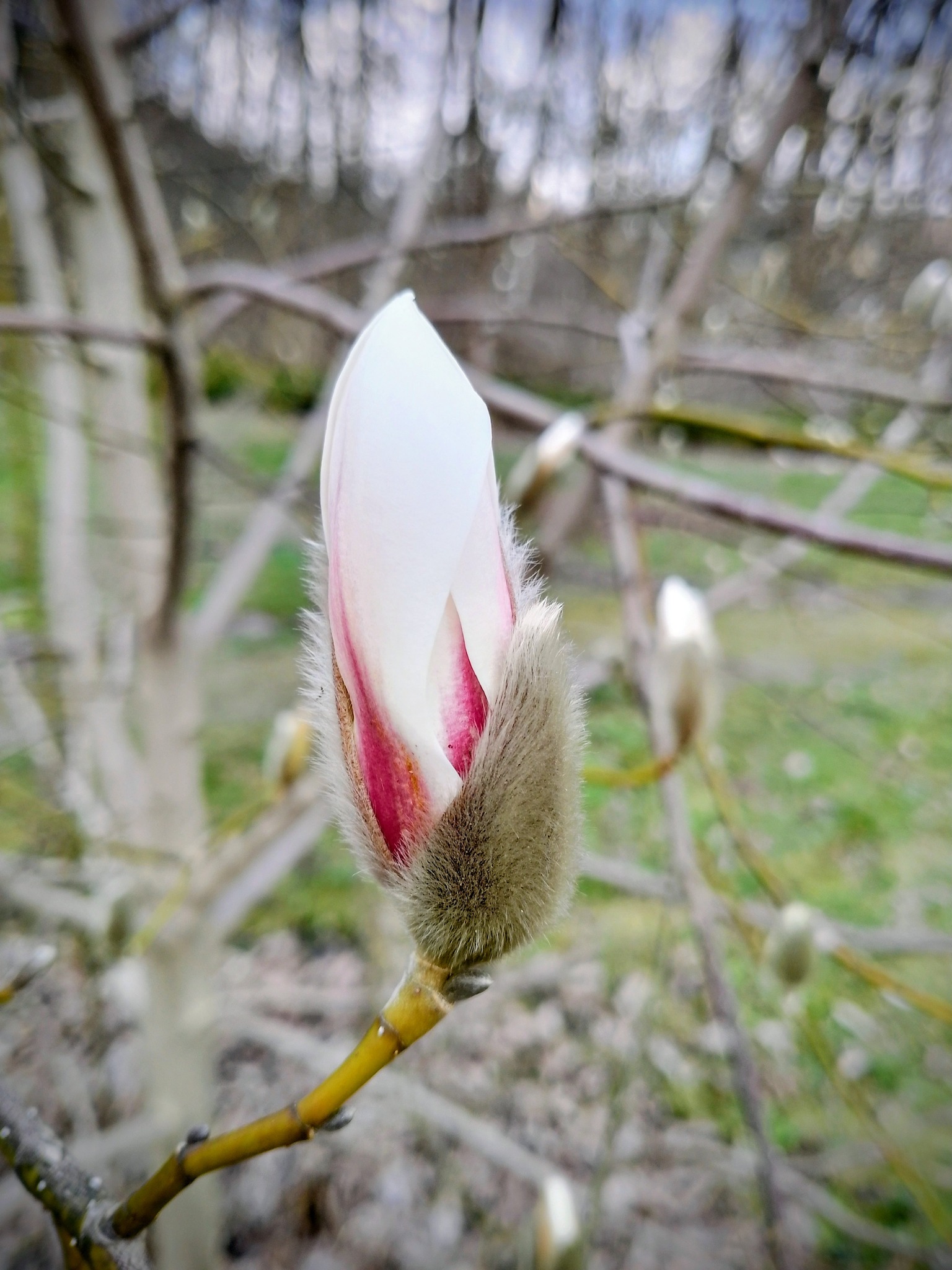 Новини Тернополя - фото з На Тернопільщині розквітнула магнолія: де можна помилуватись красою та зробити неймовірні фото