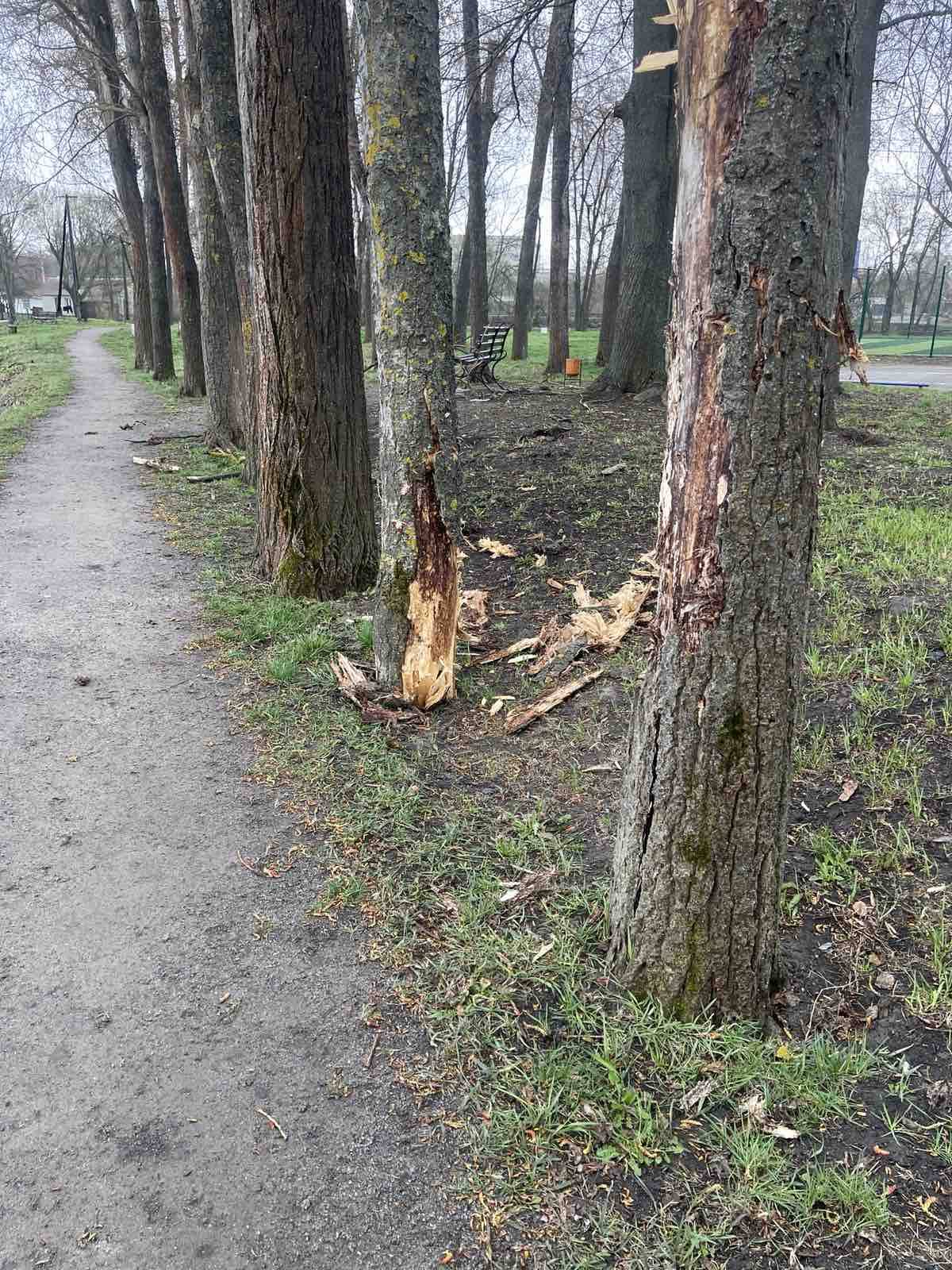 Новини Козятина - фото з На стадіоні у Козятині від вітру тріщать дерева. Просять утриматися від прогулянок