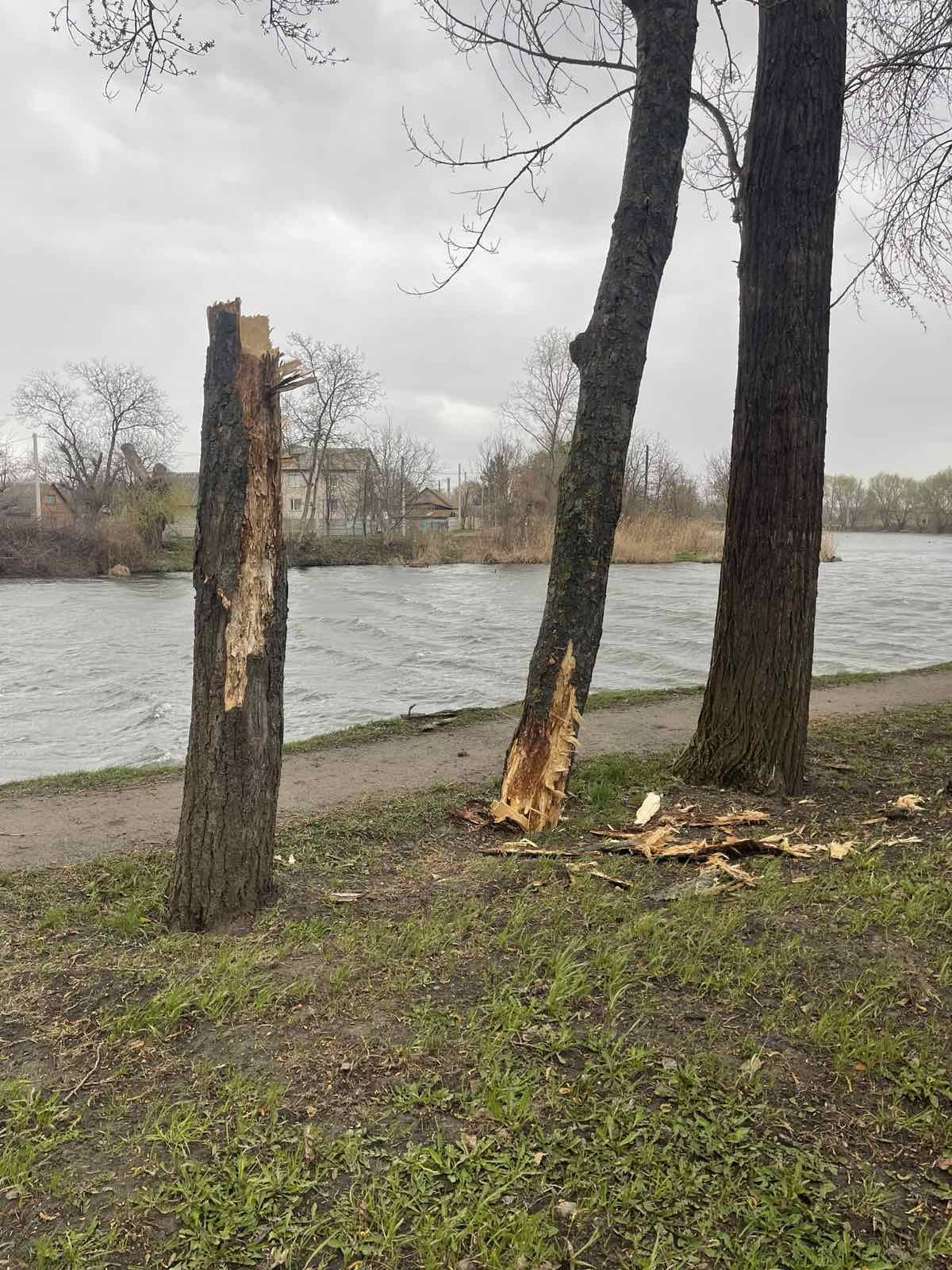 Новини Козятина - фото з На стадіоні у Козятині від вітру тріщать дерева. Просять утриматися від прогулянок