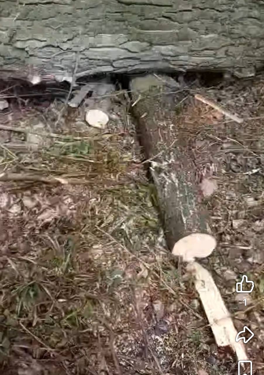 Новини Вінниці - фото з Парк, який садили мешканці, почали вирубувати: що відомо про ситуацію у Стрижавці