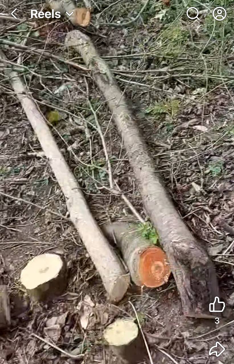 Новини Вінниці - фото з Парк, який садили мешканці, почали вирубувати: що відомо про ситуацію у Стрижавці