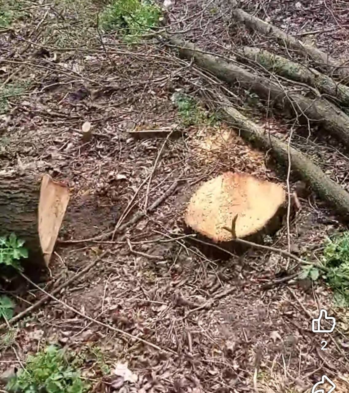 Новини Вінниці - фото з Парк, який садили мешканці, почали вирубувати: що відомо про ситуацію у Стрижавці