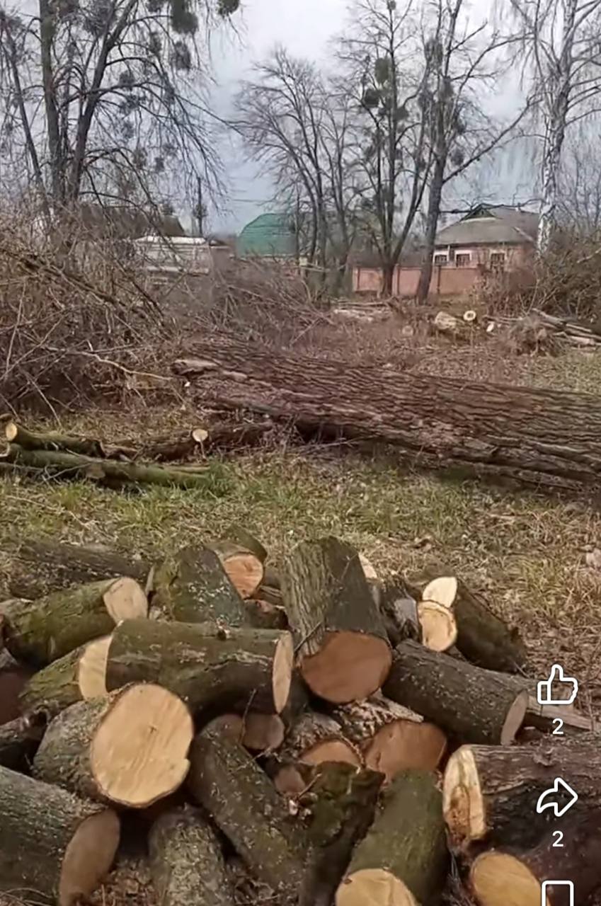 Новини Вінниці - фото з Парк, який садили мешканці, почали вирубувати: що відомо про ситуацію у Стрижавці