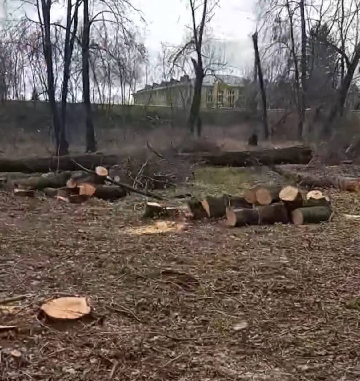 Новини Вінниці - фото з Парк, який садили мешканці, почали вирубувати: що відомо про ситуацію у Стрижавці