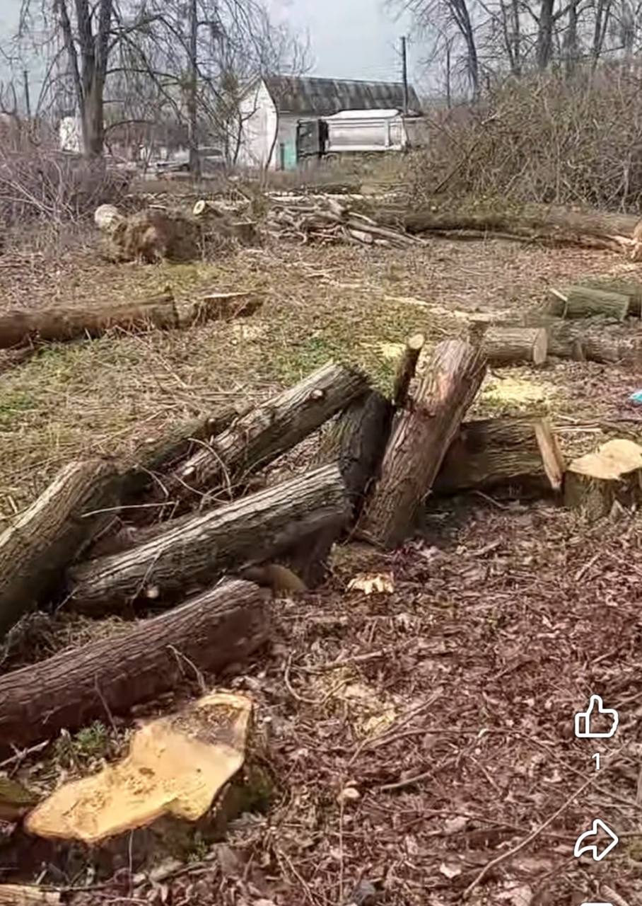Новини Вінниці - фото з Парк, який садили мешканці, почали вирубувати: що відомо про ситуацію у Стрижавці