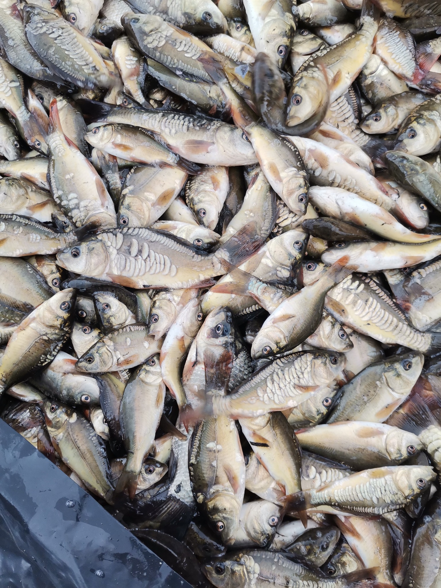 Новини Козятина - фото з Прибрали водойму та прилеглу територію в селі Пиковець та закупили 300 кг коропа