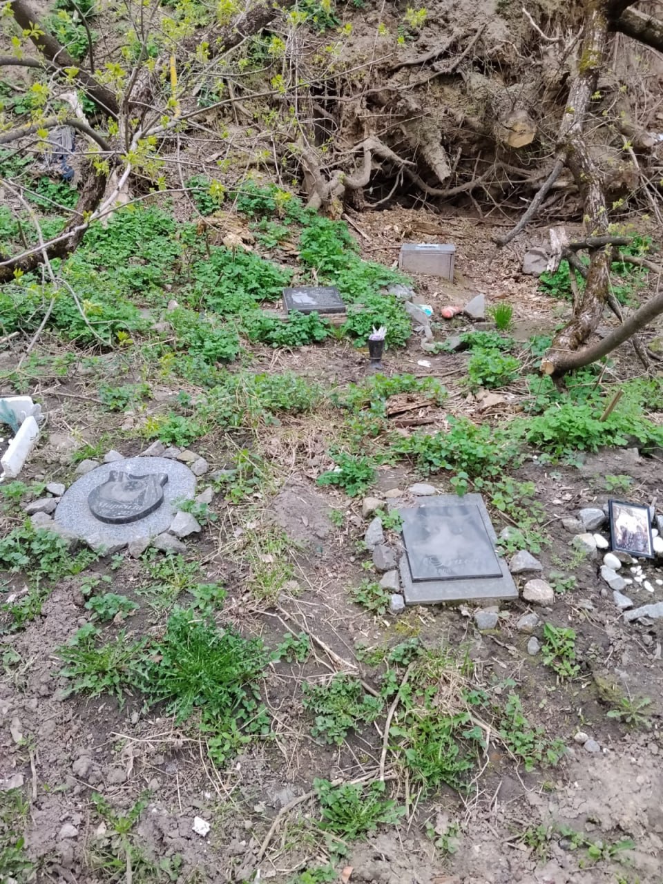 Новини Житомира - фото з Пам’ять чи загроза: як Україна (і Житомирщина) шукає цивілізований підхід до поховання домашніх тварин