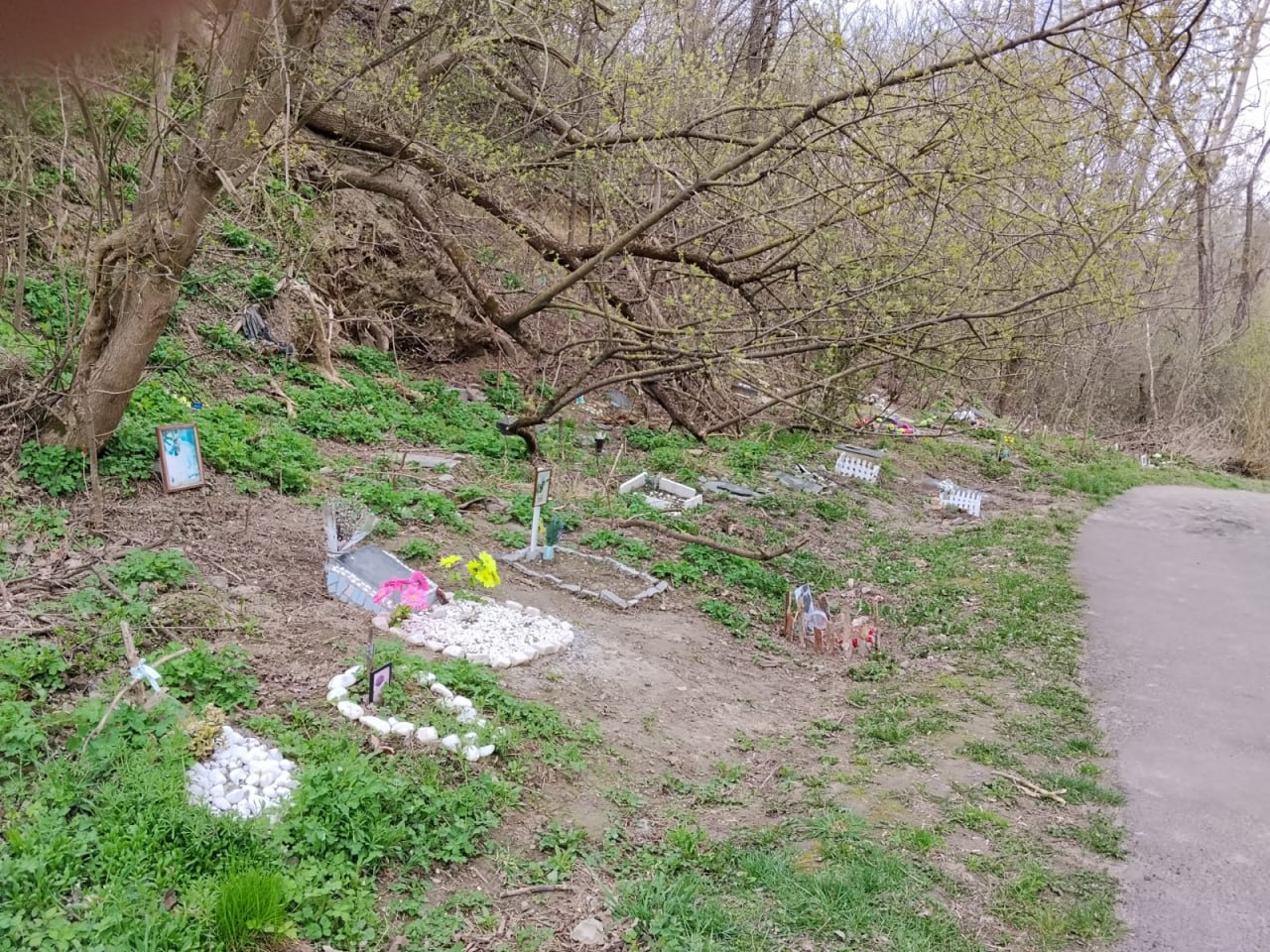 Новини Житомира - фото з Пам’ять чи загроза: як Україна (і Житомирщина) шукає цивілізований підхід до поховання домашніх тварин