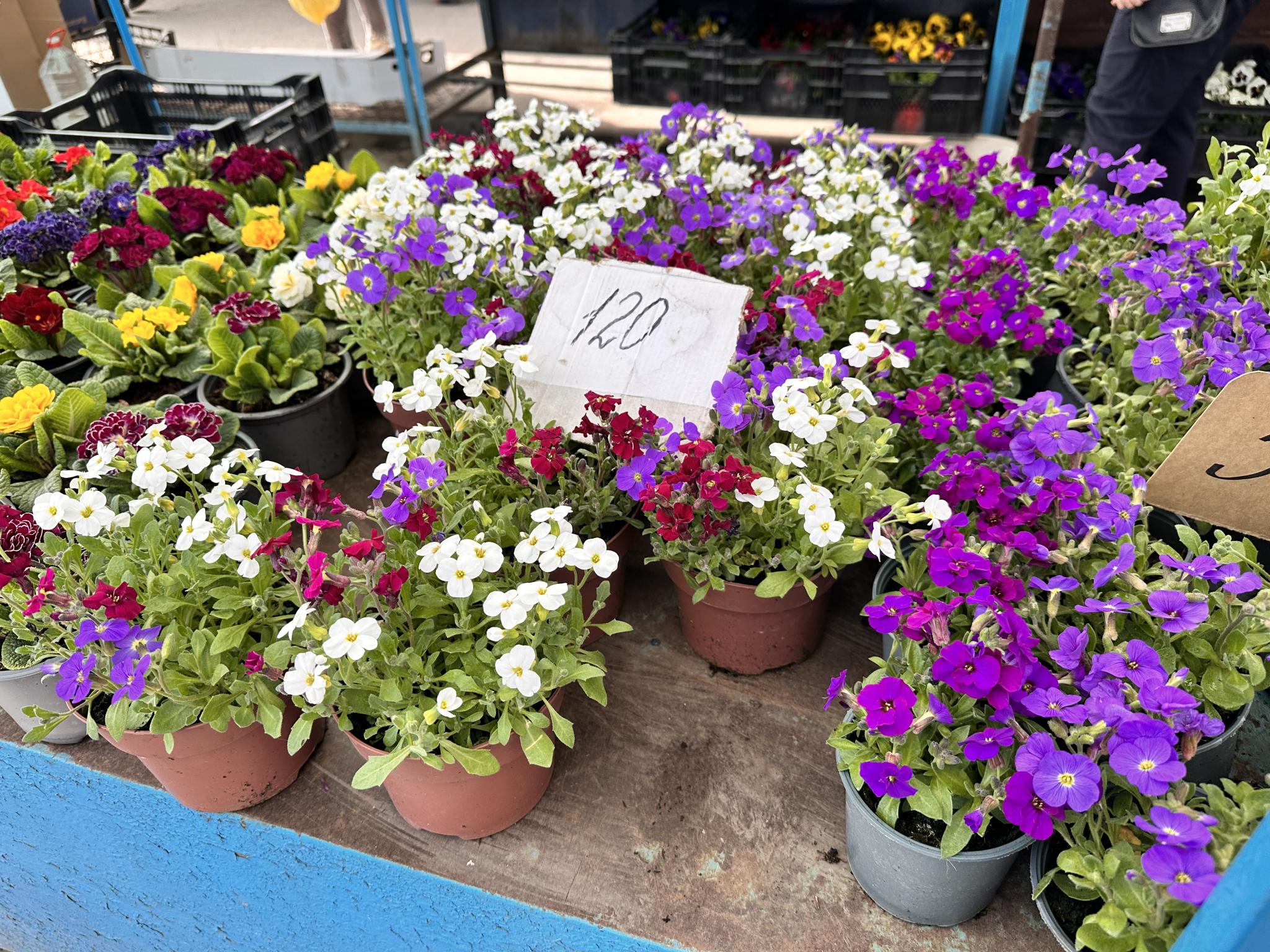 Сезон розсади: що і за скільки продають на тернопільському ринку