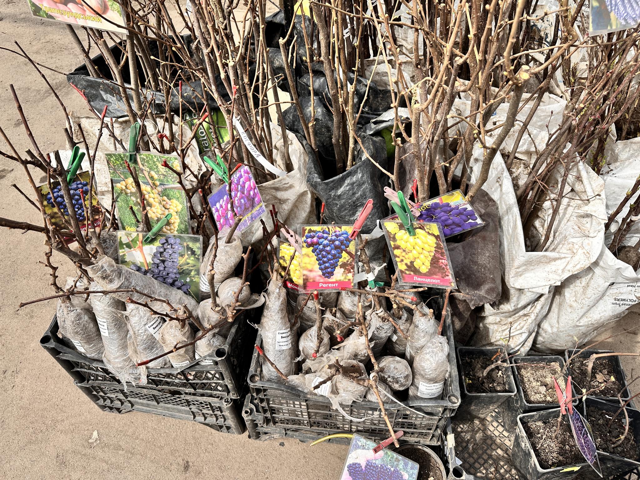 Сезон розсади: що і за скільки продають на тернопільському ринку