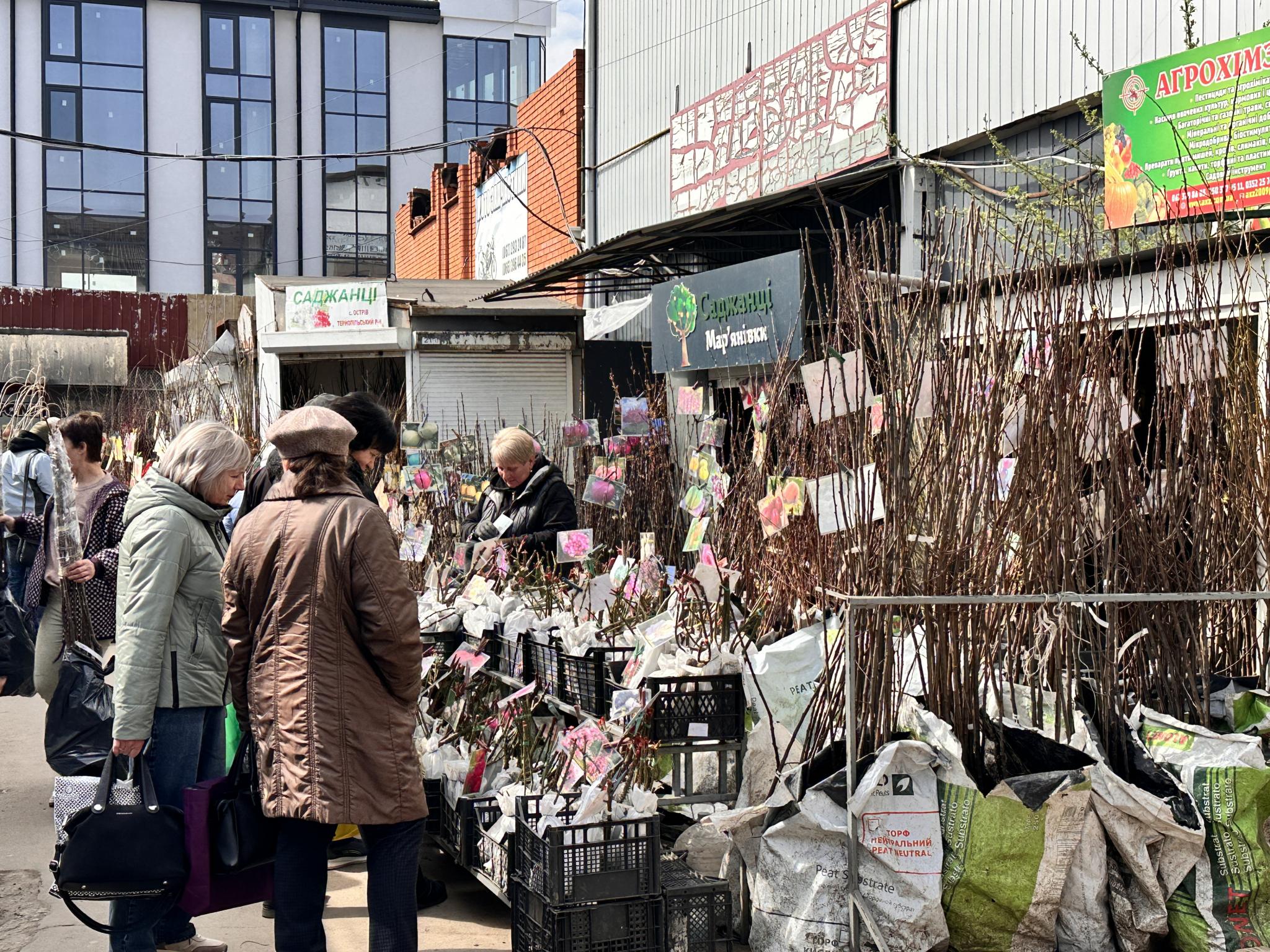 Сезон розсади: що і за скільки продають на тернопільському ринку