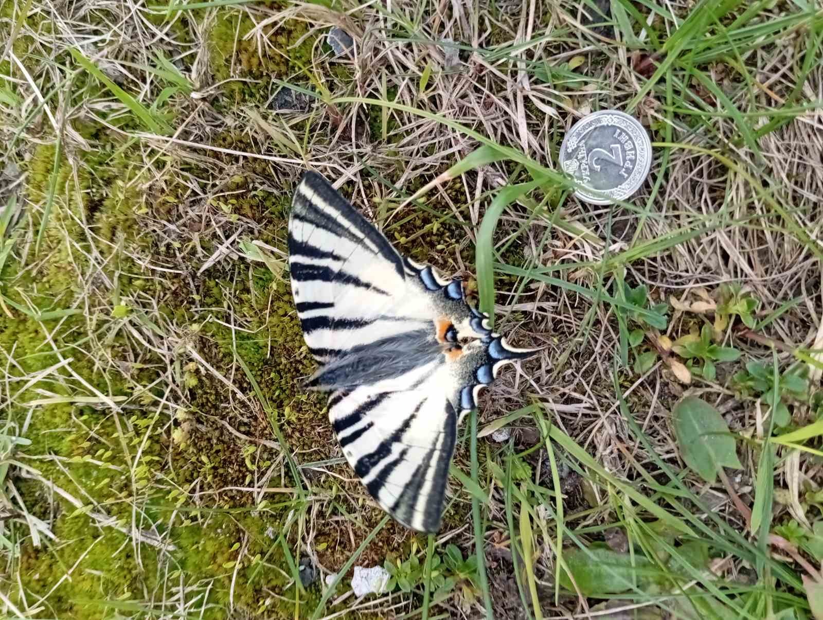 Рідкісний метелик з’явився на Хмельниччині