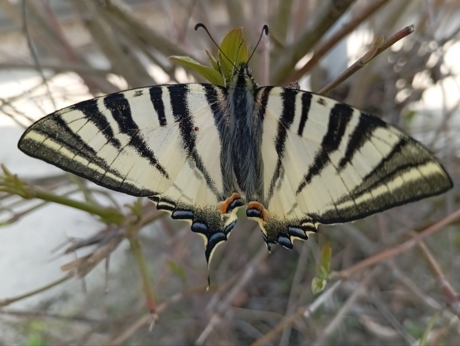 У Нетішині зафіксували подалірія