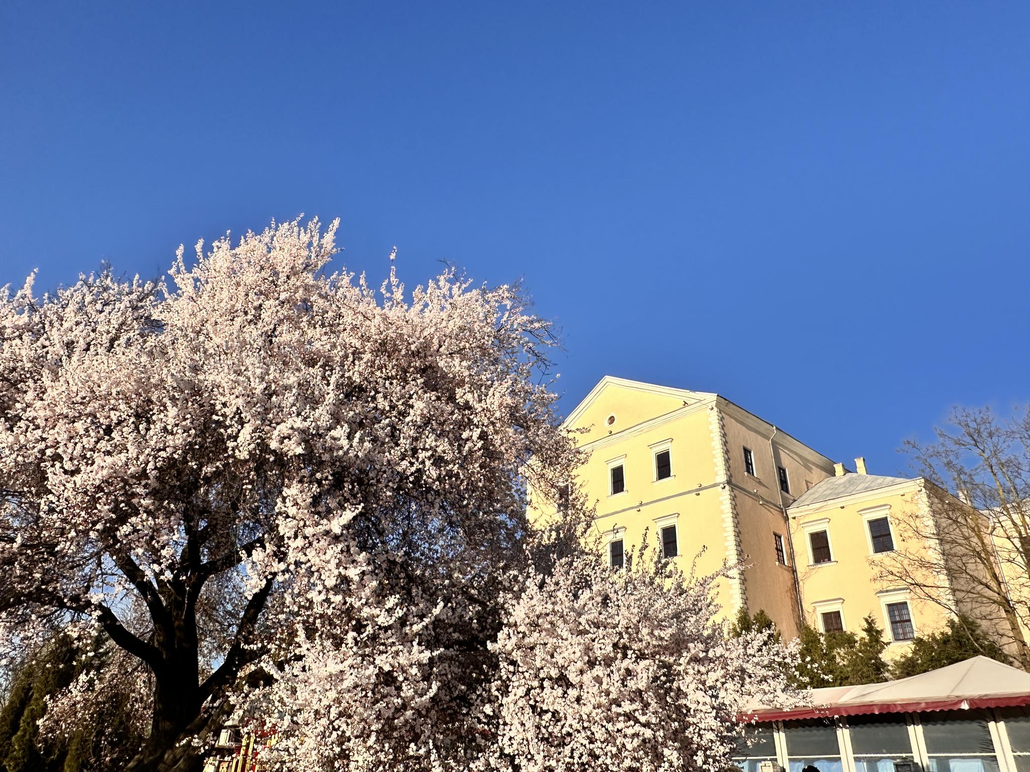 ФОТО ДНЯ: на набережній Тернополя розквітла слива Пісарді