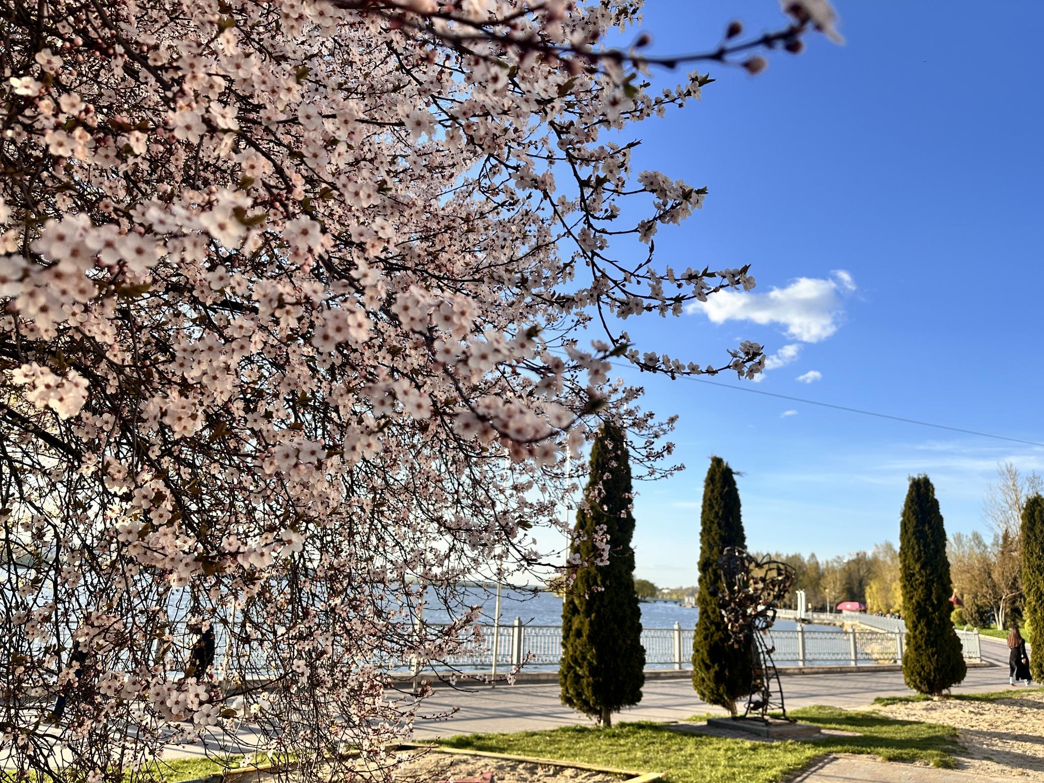 ФОТО ДНЯ: на набережній Тернополя розквітла слива Пісарді