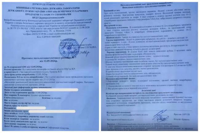 Новини Вінниці - фото з В Іллінцях чоловік застрелив сусідську кішку Асю: чому господарі не можуть добитися справедливості та що каже закон