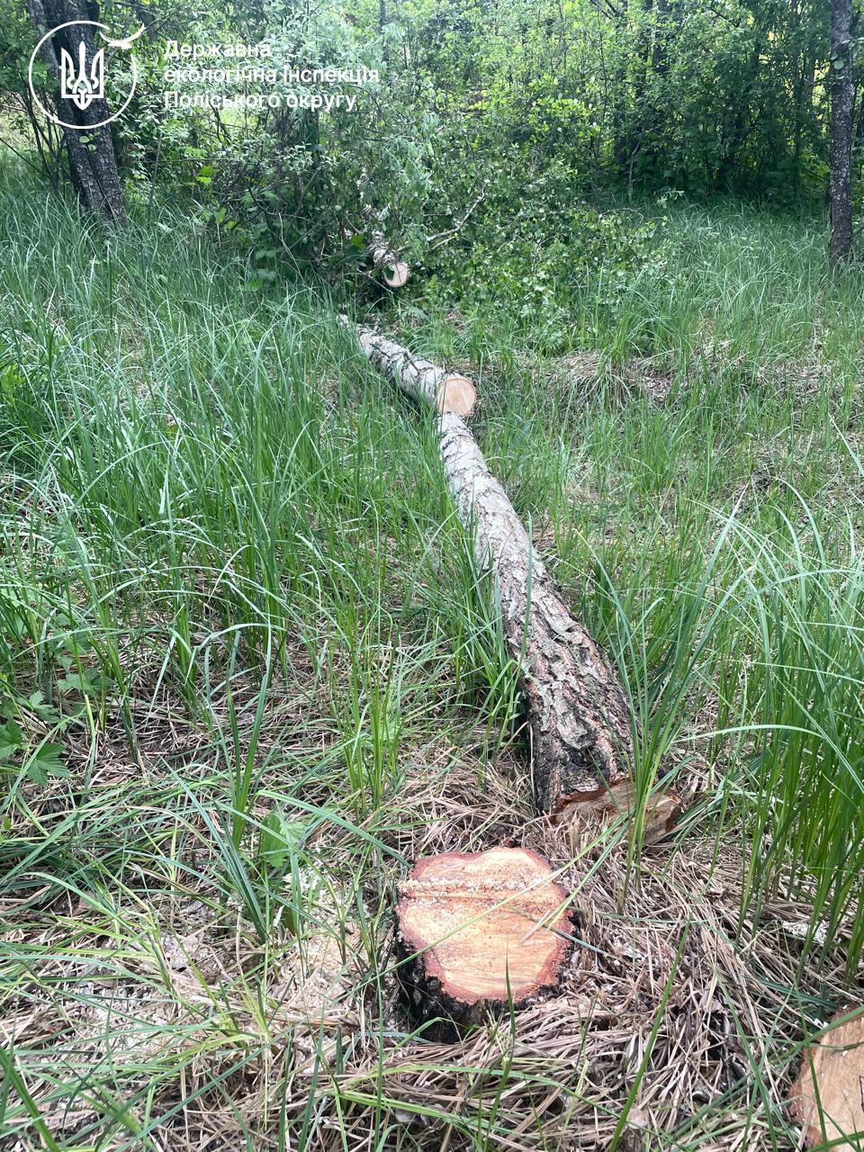 Новини Житомира - фото з Поблизу села Недашки на Малинщині виявили самовільну порубку дерев