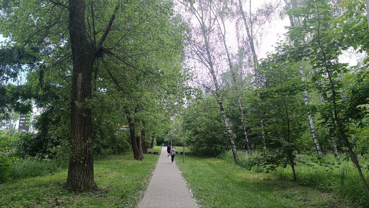Новини Тернополя - фото з Купи тополиного пуху у Тернополі: чи викликає він алергію і чим небезпечний — роз’яснення медика